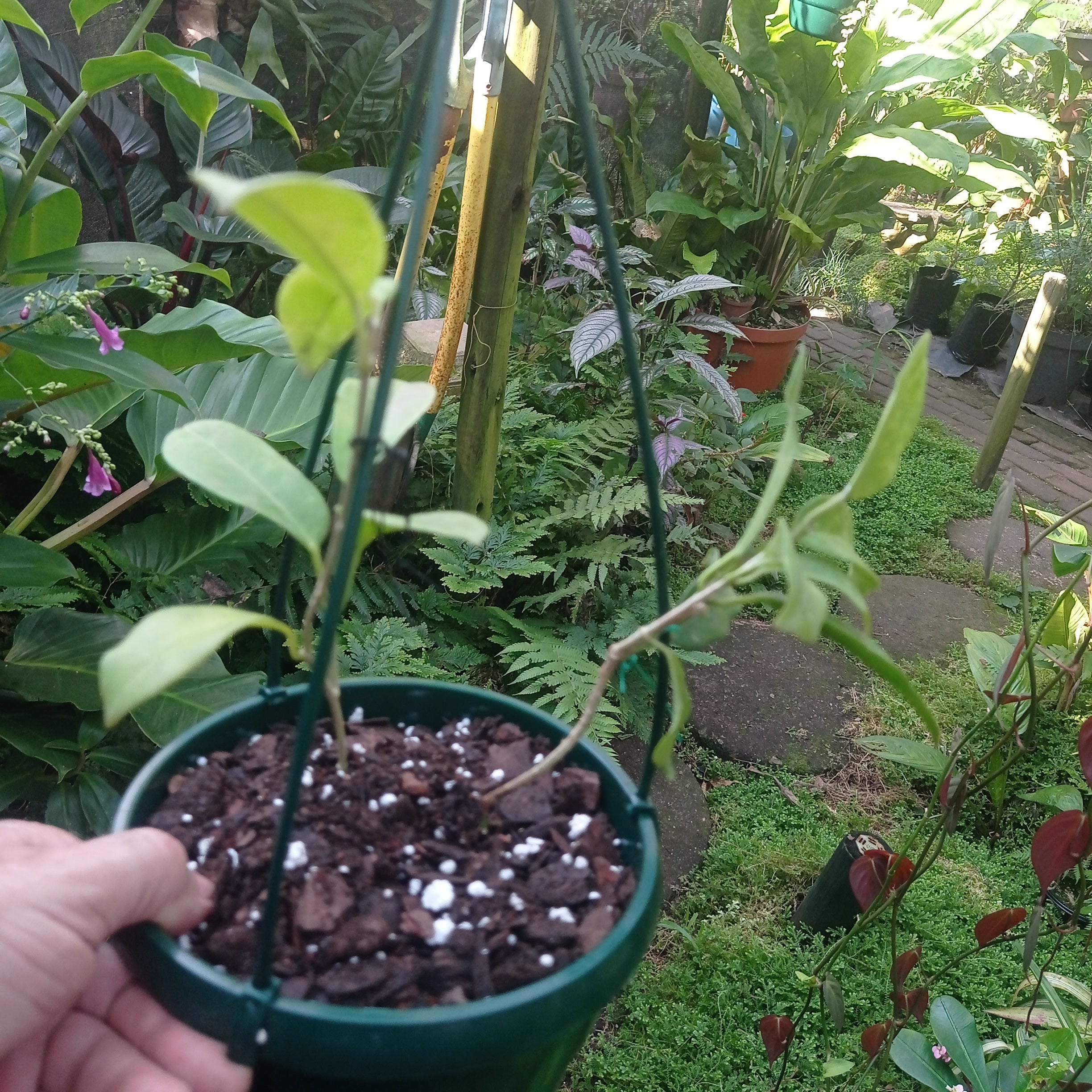 Hoya Australis