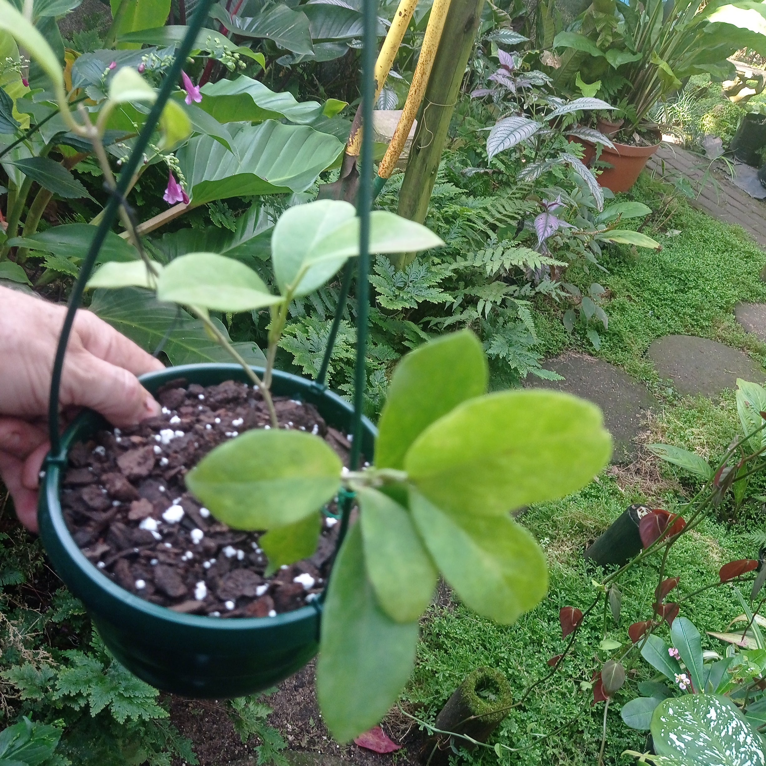 Hoya Australis