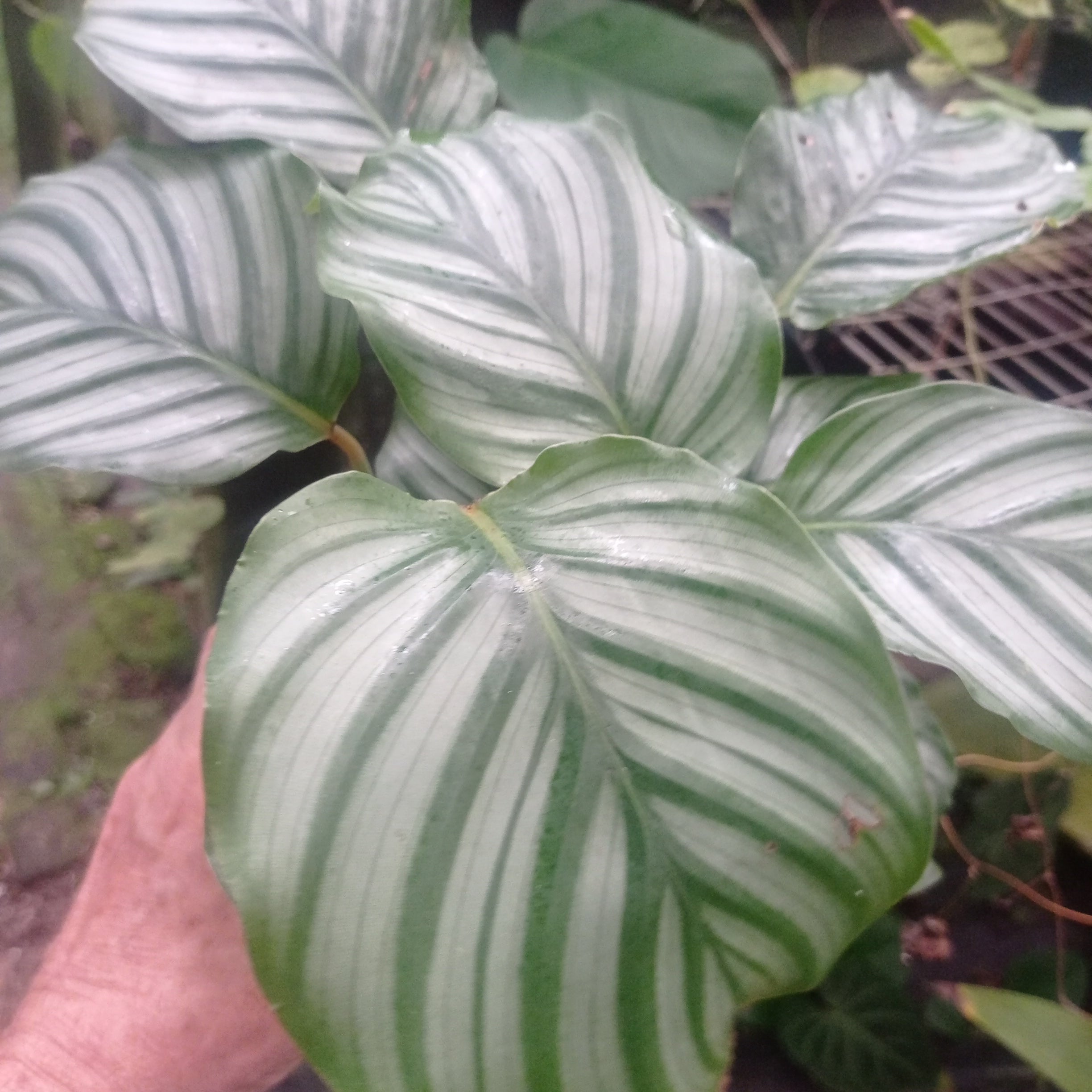 Calathea orbiflora (Prayer Plant)  Plant