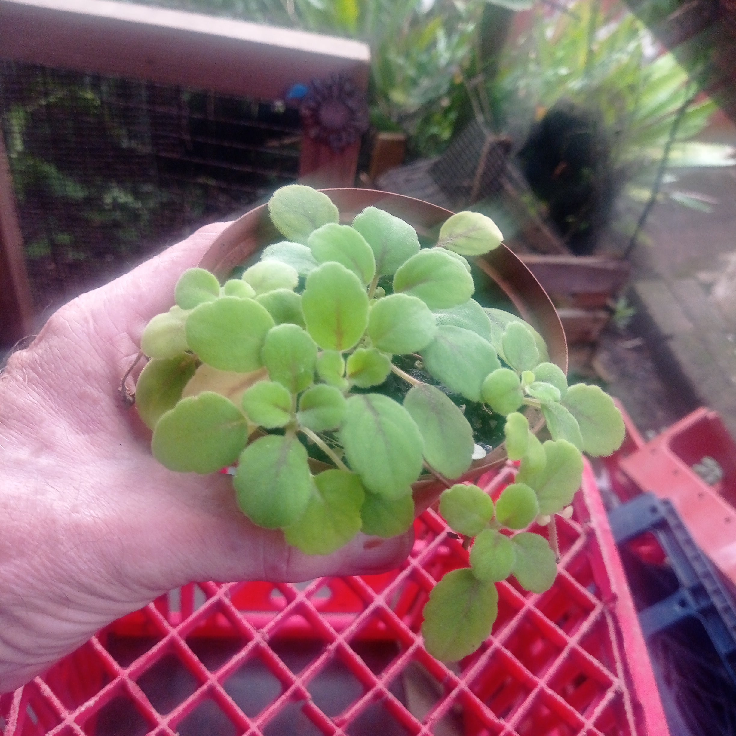 Episca dianthiflora ( lace vine)