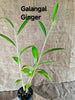 Ginger galangal ( Alpinia officinarum)