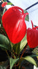 Anthurium pigstail