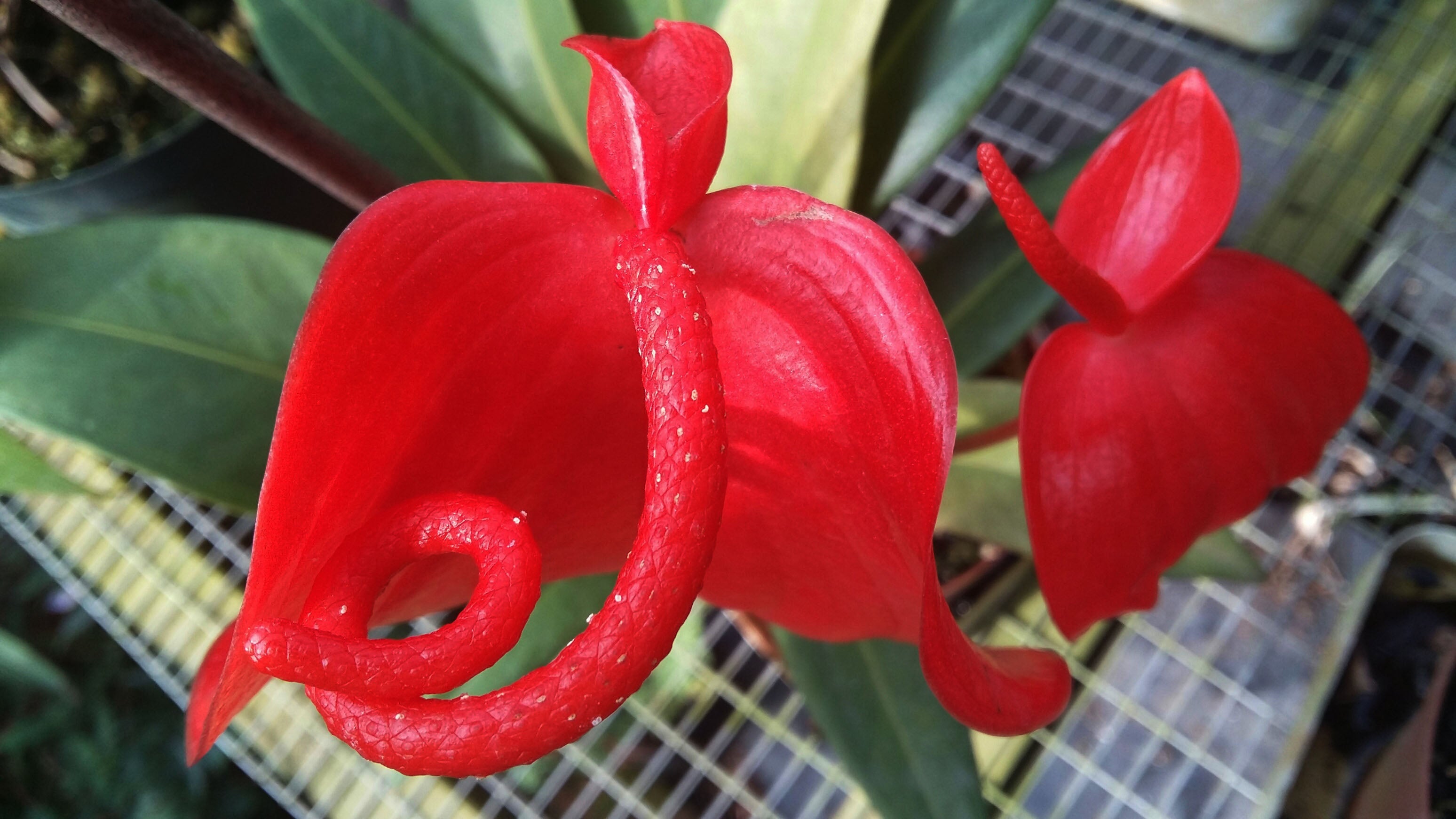 pigtail anthurium Anthurium pigtail red – Exotic Flora