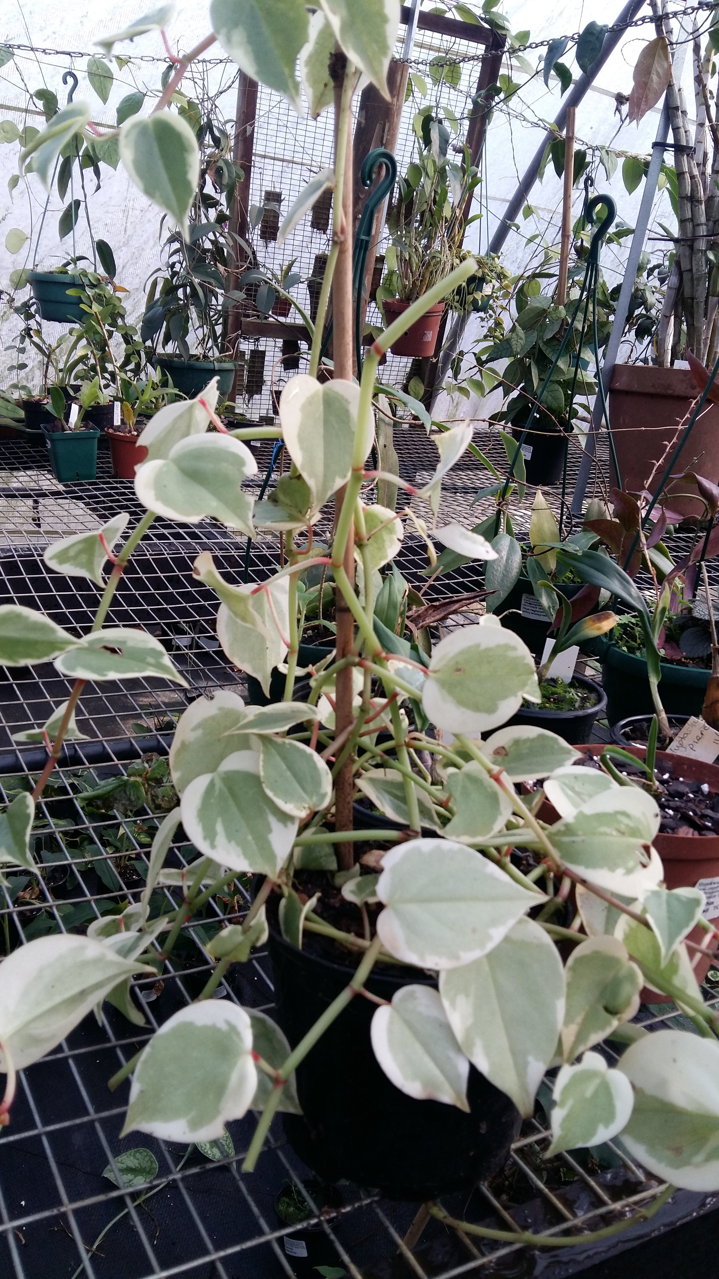 Peperomia scandens variegated