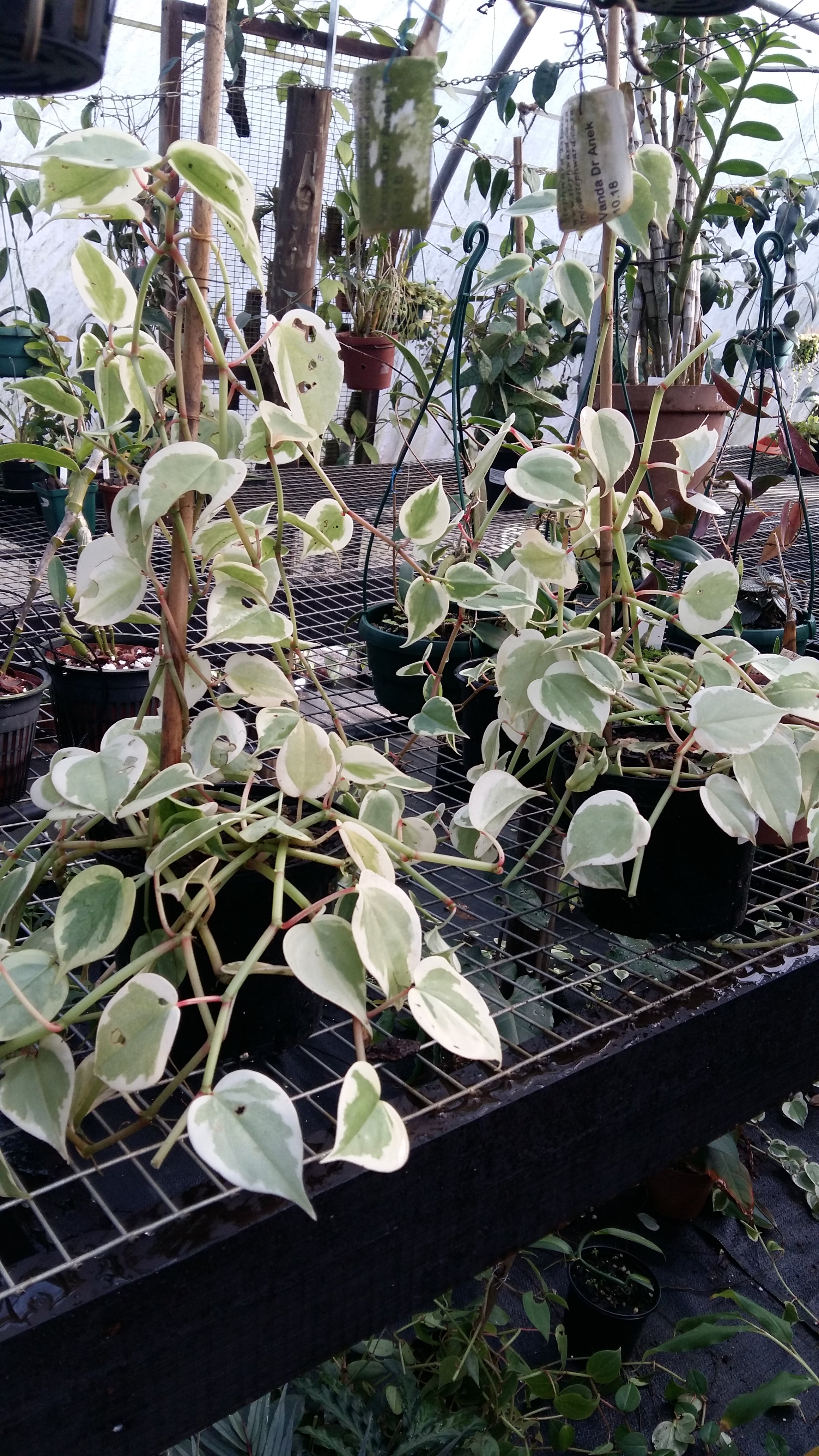 Peperomia scandens variegated