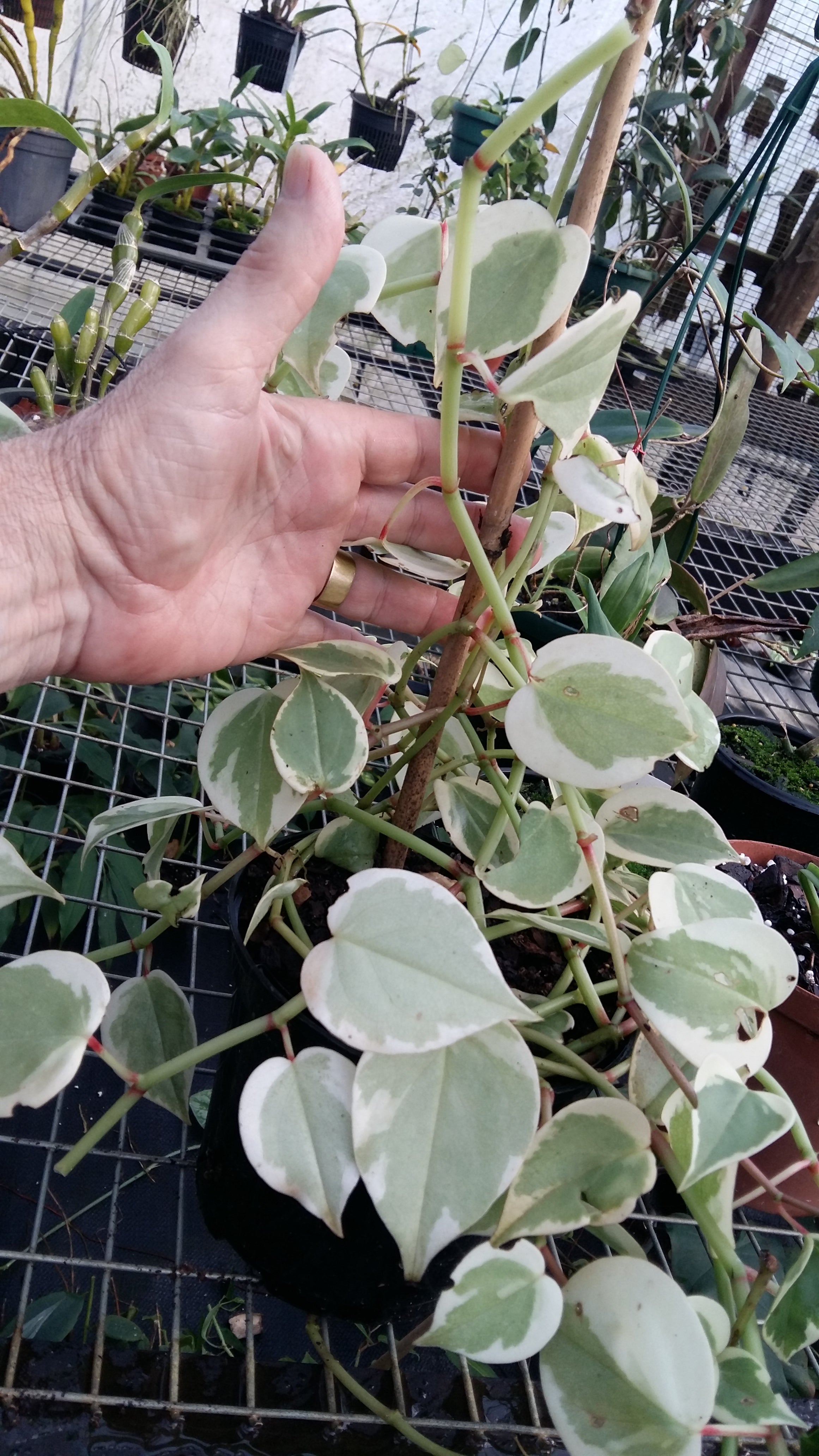 Peperomia scandens variegated