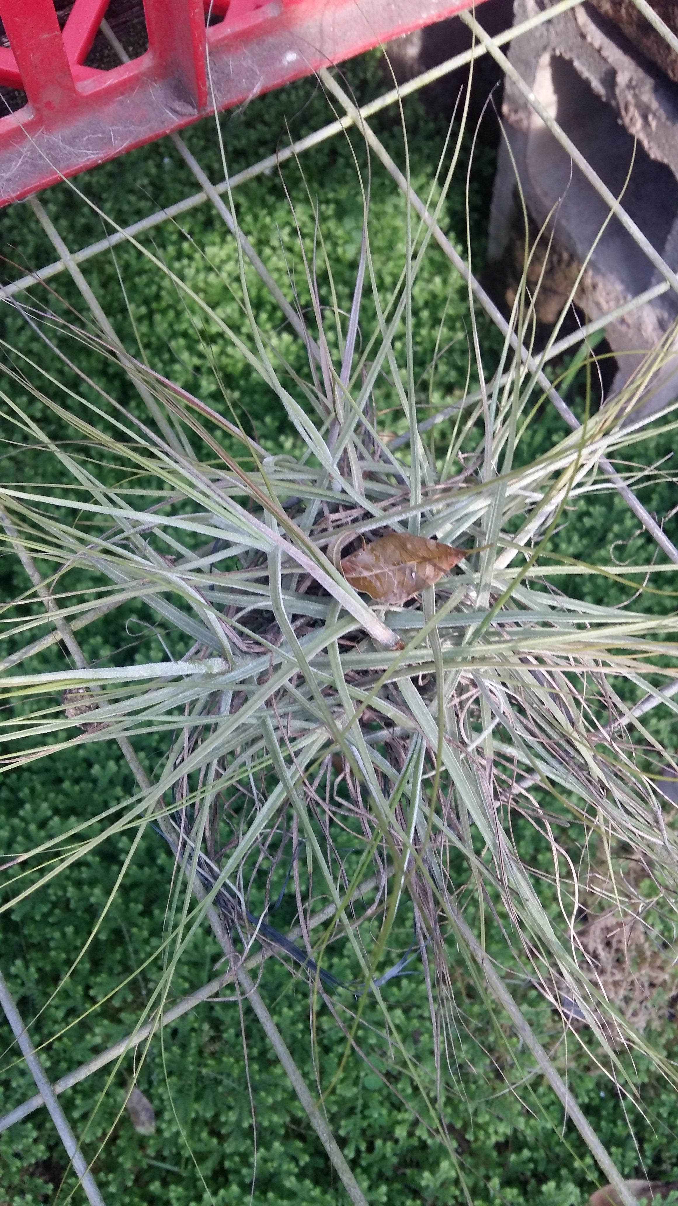 Tillandsia - Schiedeana