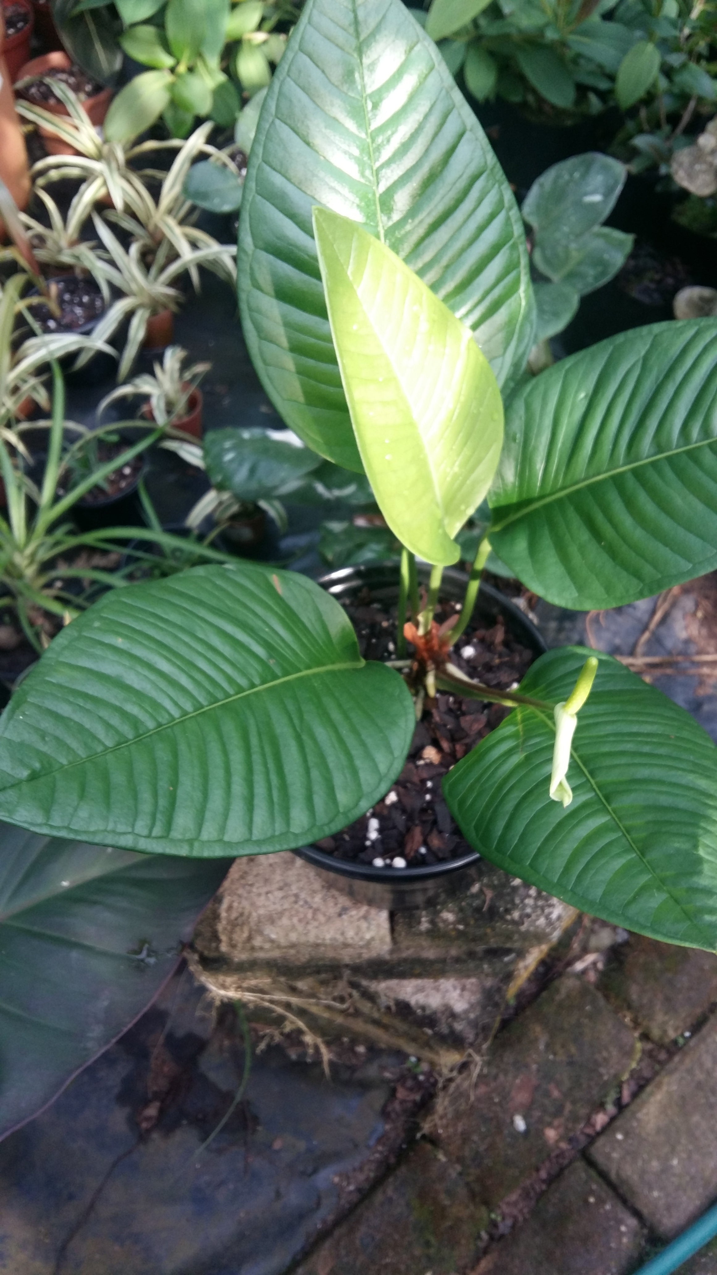 Anthurium compact