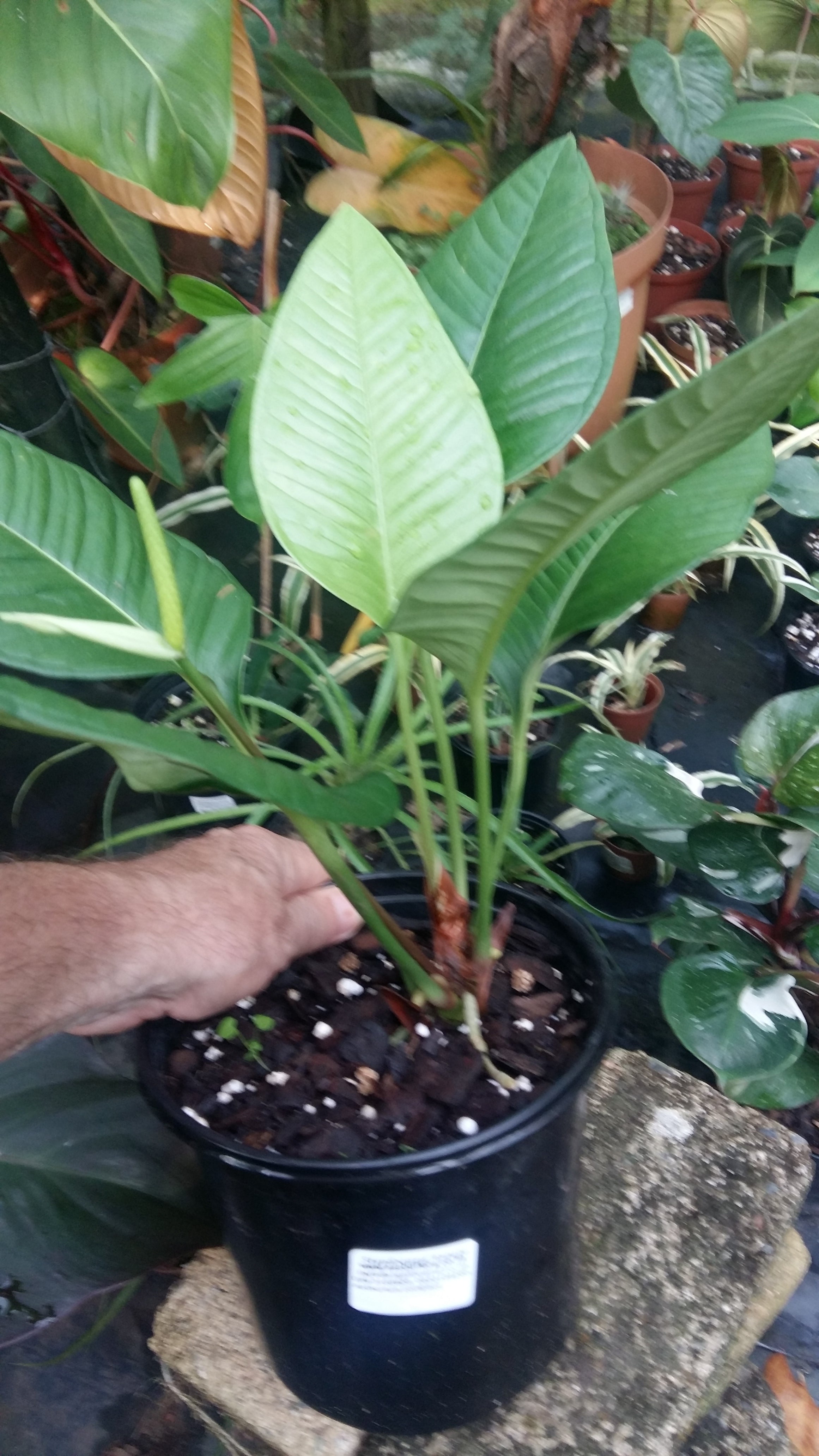 Anthurium compact