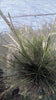 Tillandsia juncea