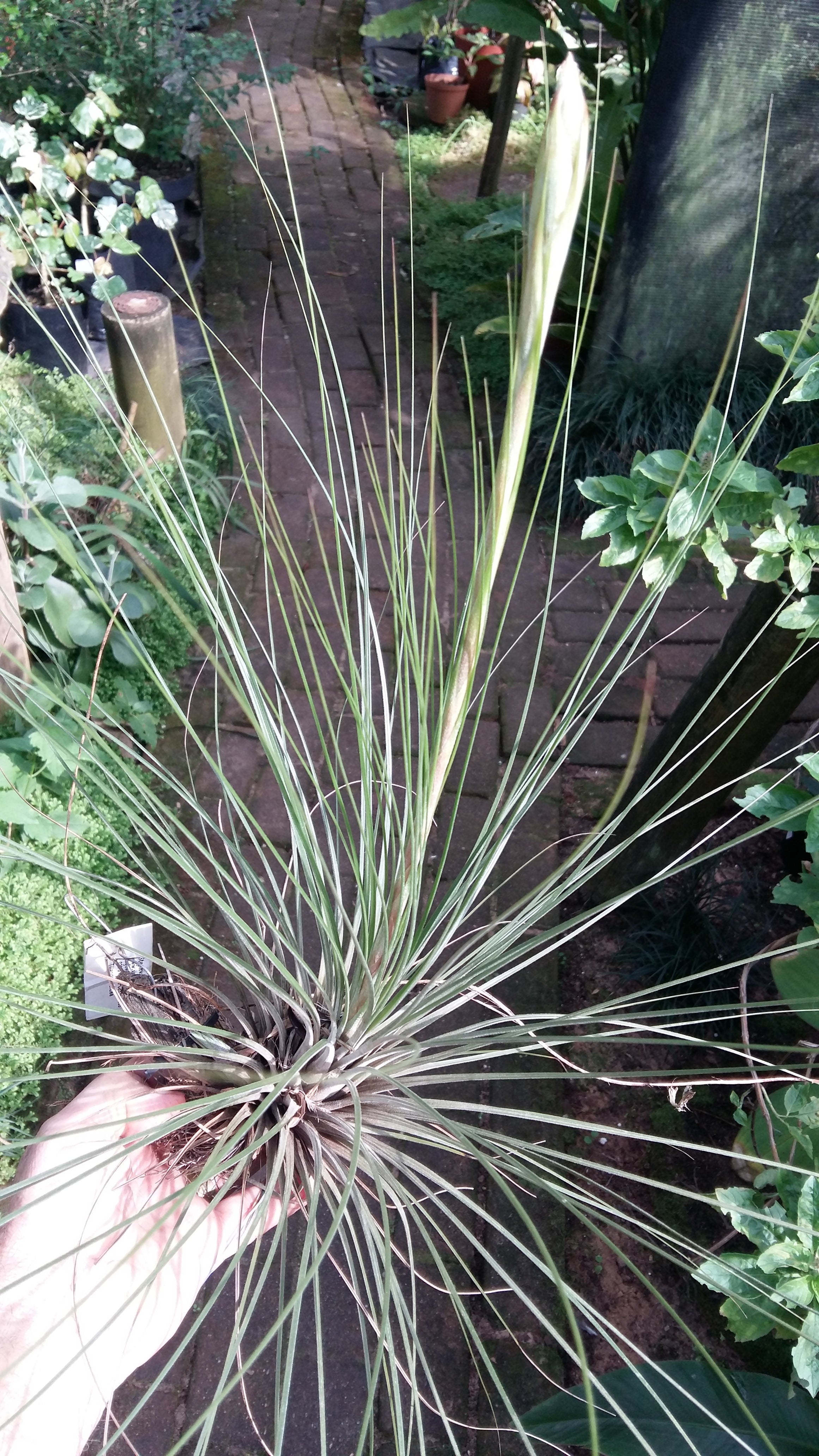 Tillandsia juncea