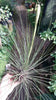 Tillandsia juncea