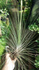 Tillandsia juncea