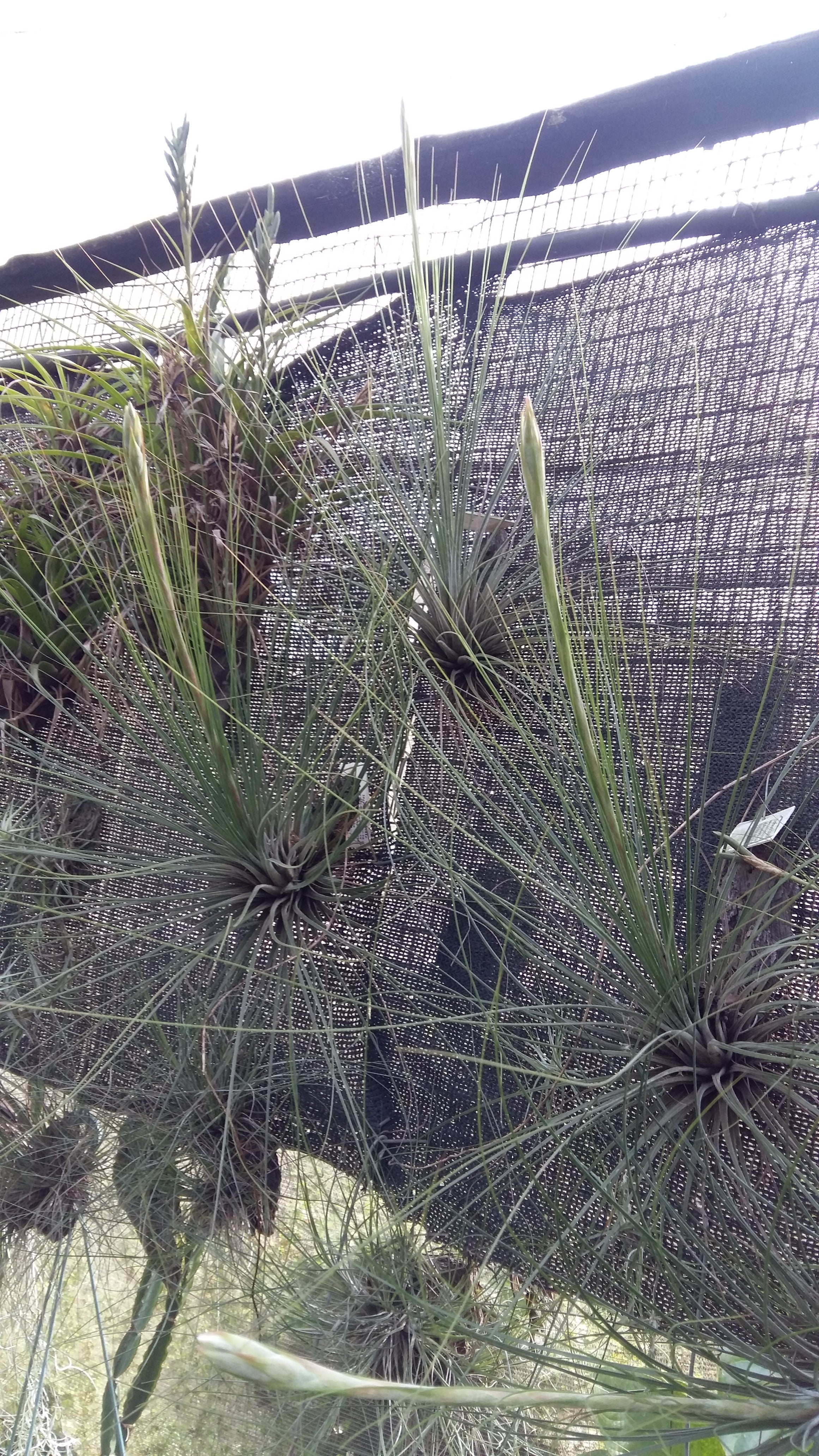 Tillandsia juncea