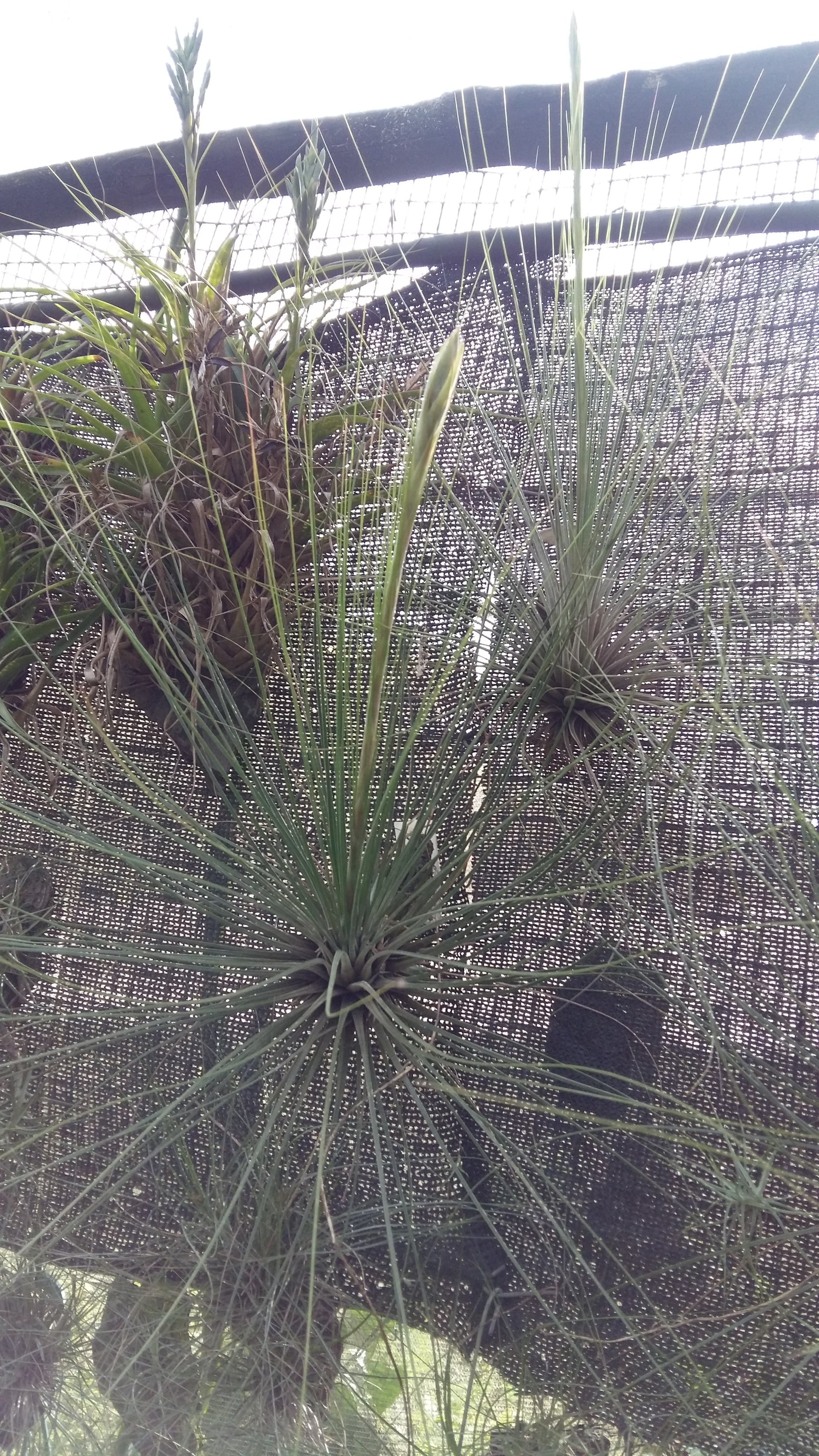 Tillandsia juncea