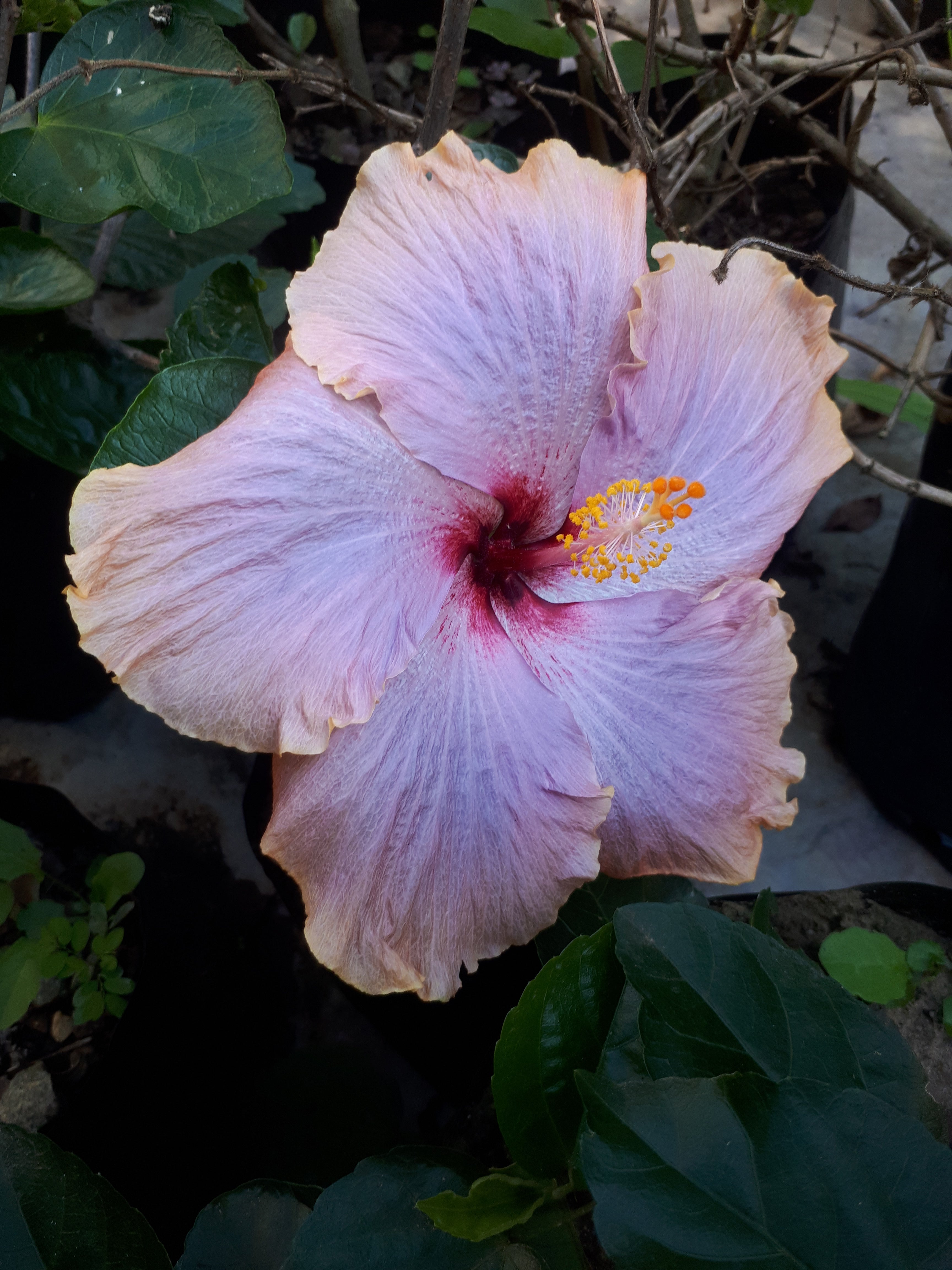 Hibiscus Silver Pearl