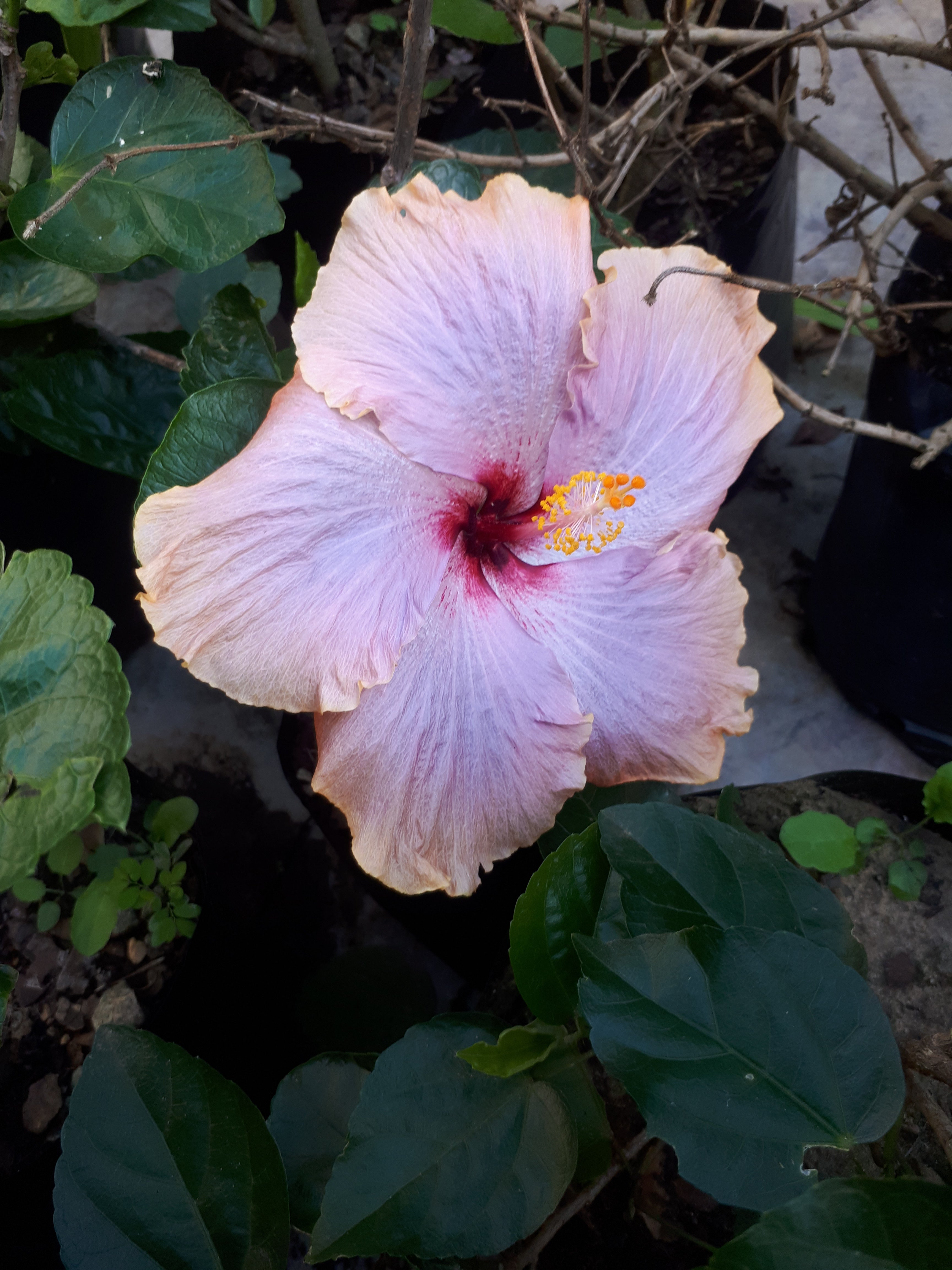 Hibiscus Silver Pearl