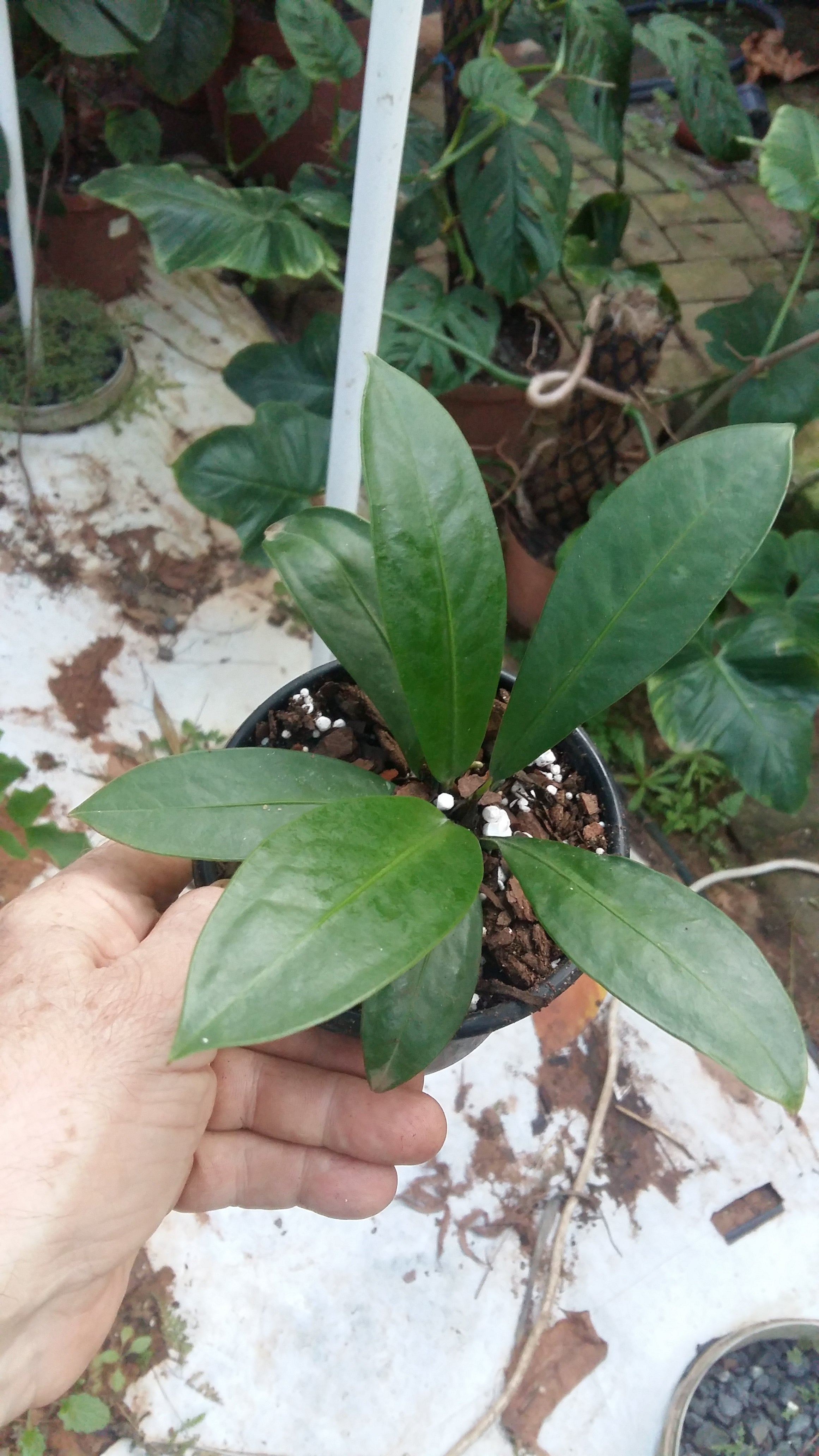 Anthurium willdenowii