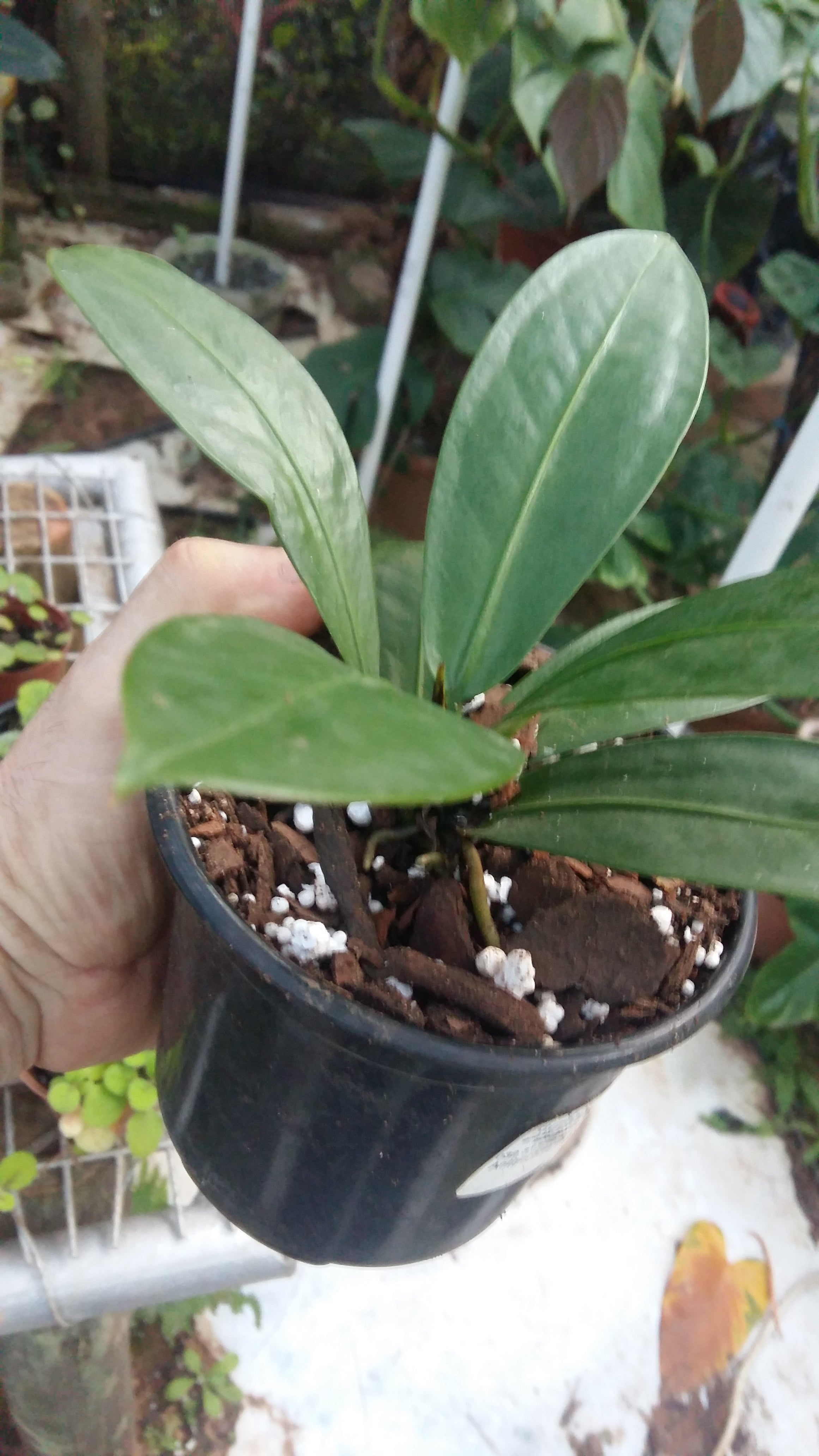 Anthurium willdenowii