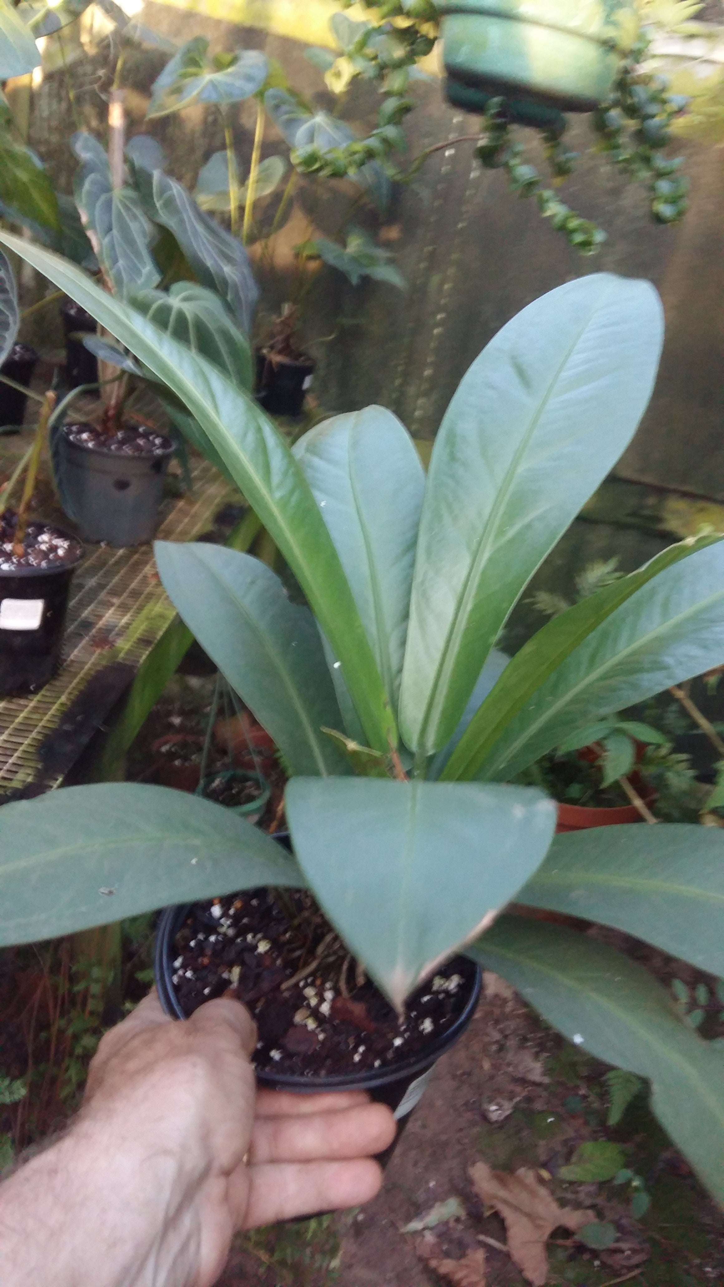 Anthurium willdenowii