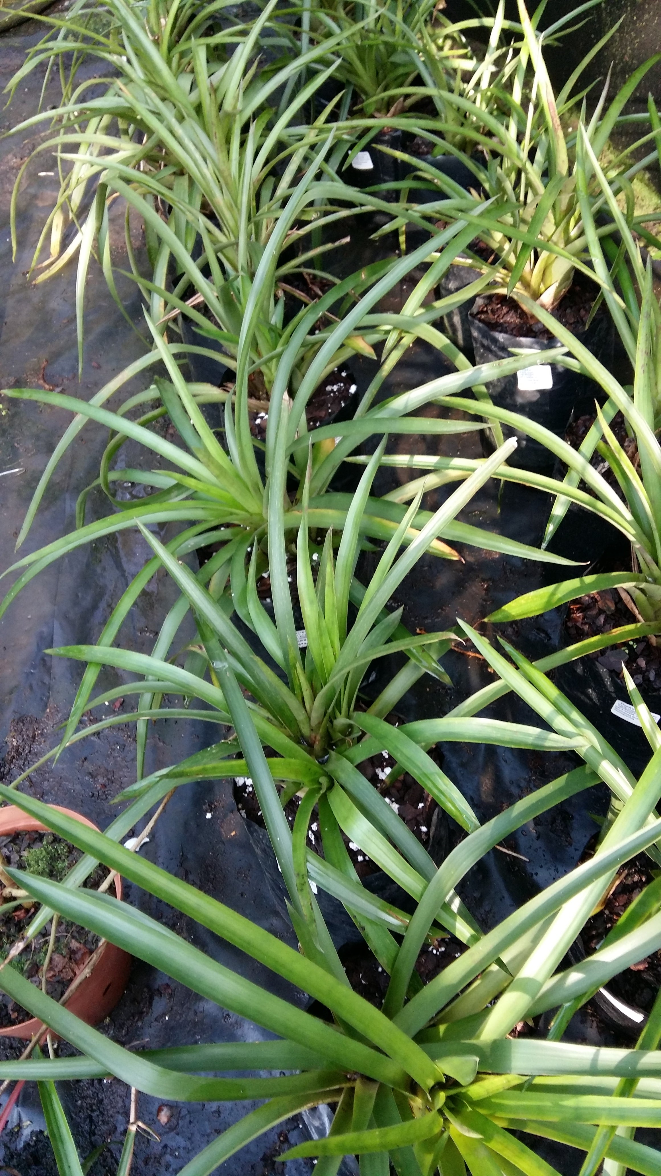 Guzmania monostachia