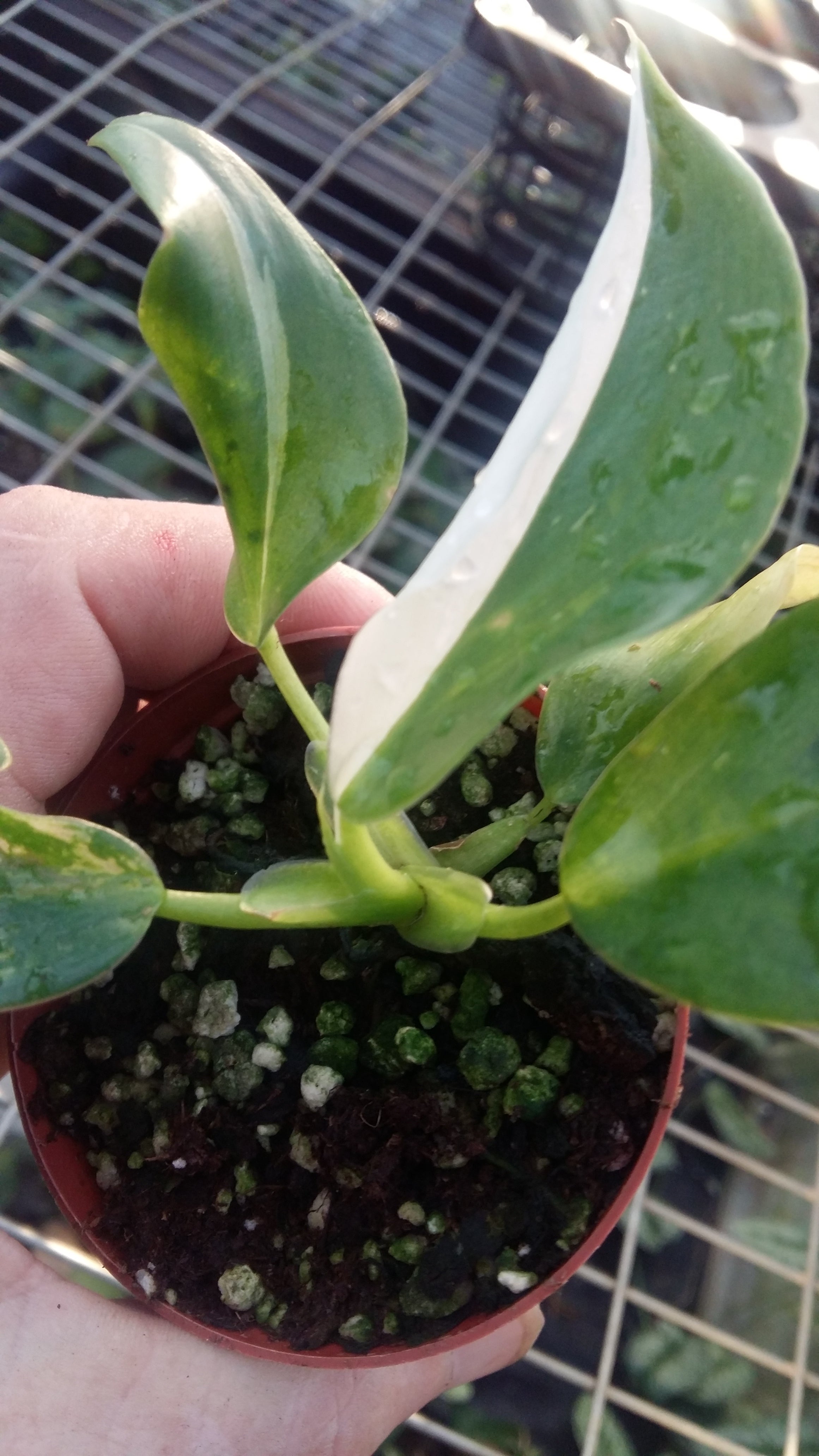 Philodendron White  Wizard