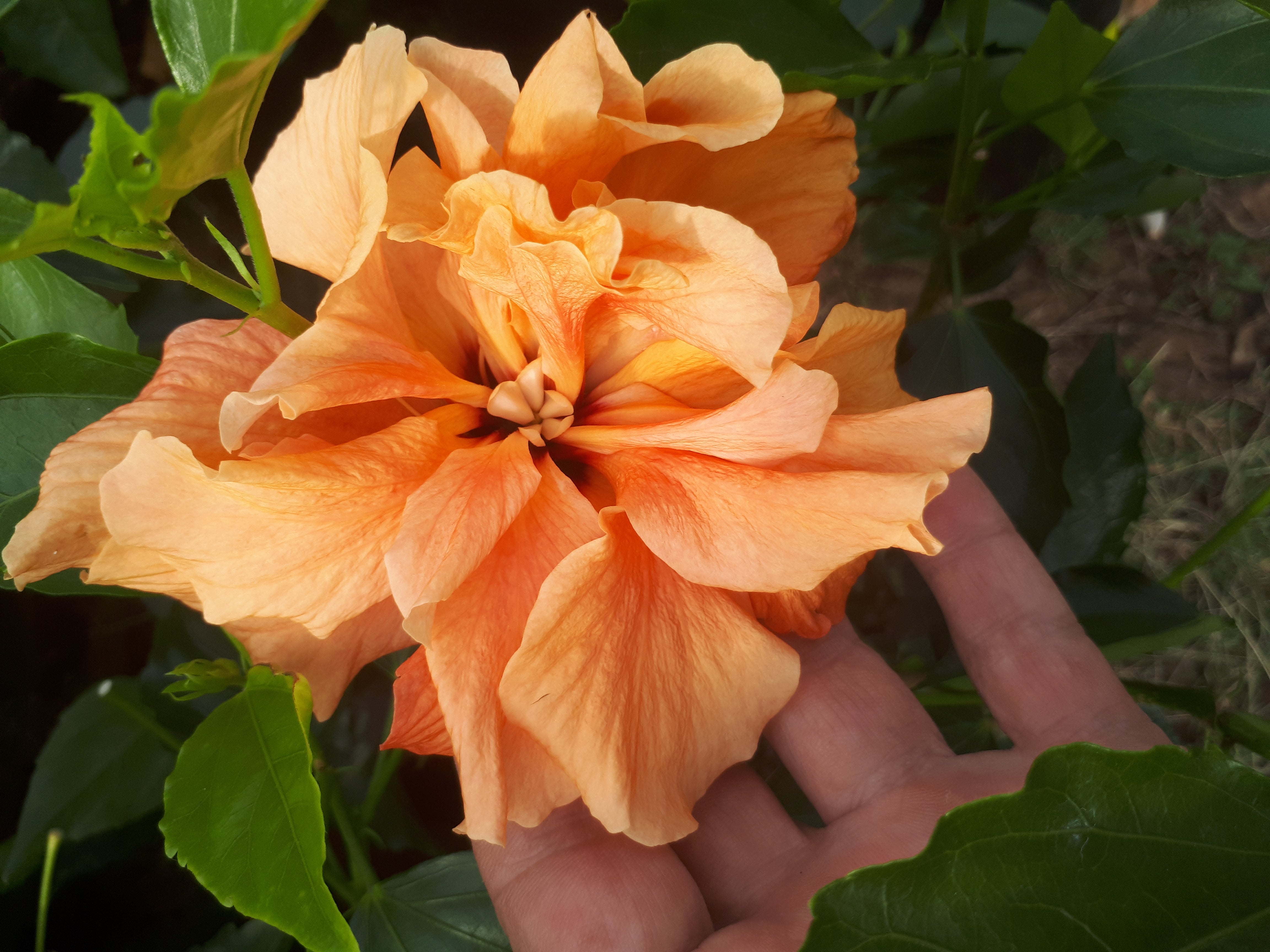 Hibiscus Mrs Fairbrass