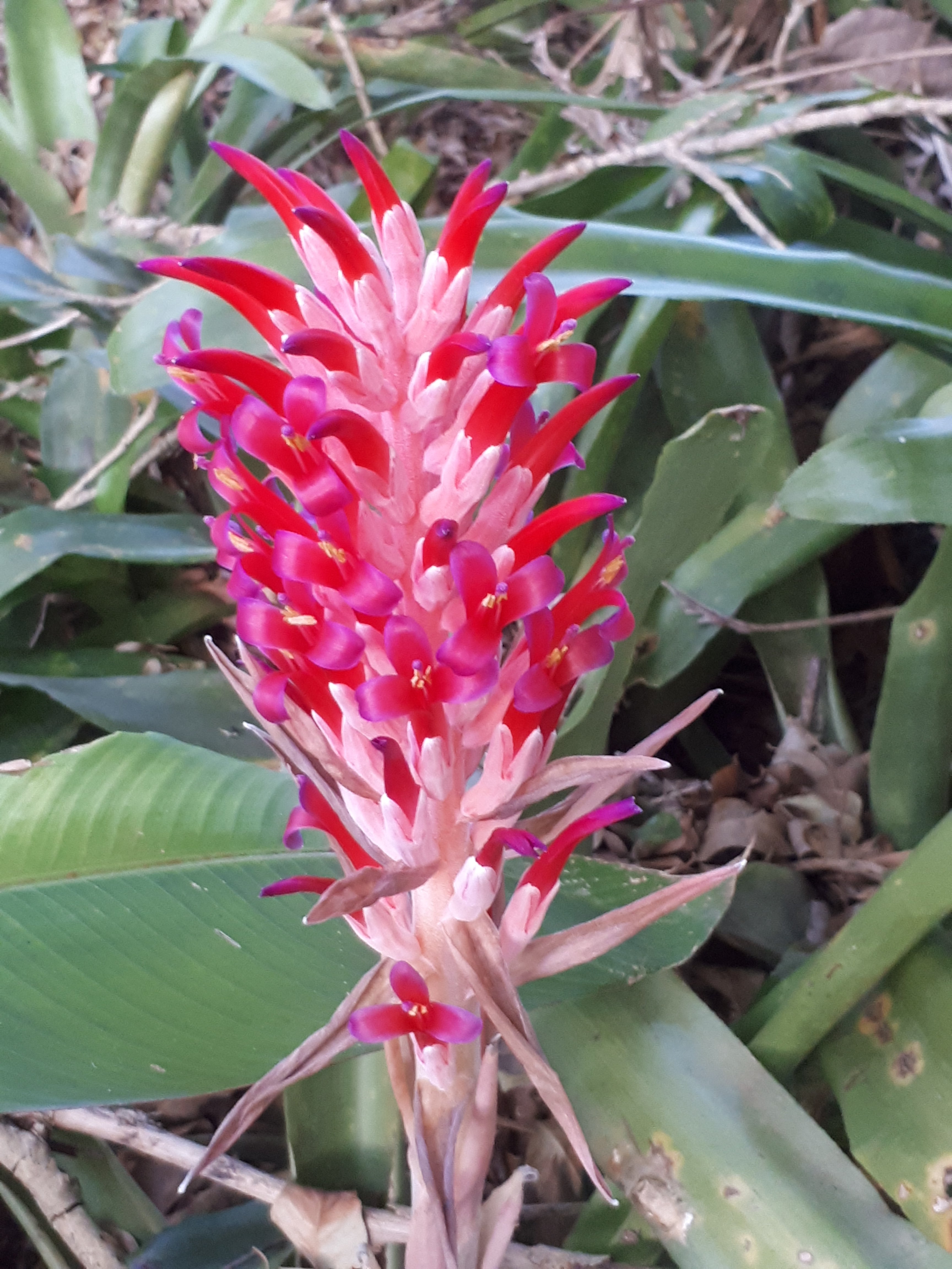 Bromeliad Bilbergia pyramidalis