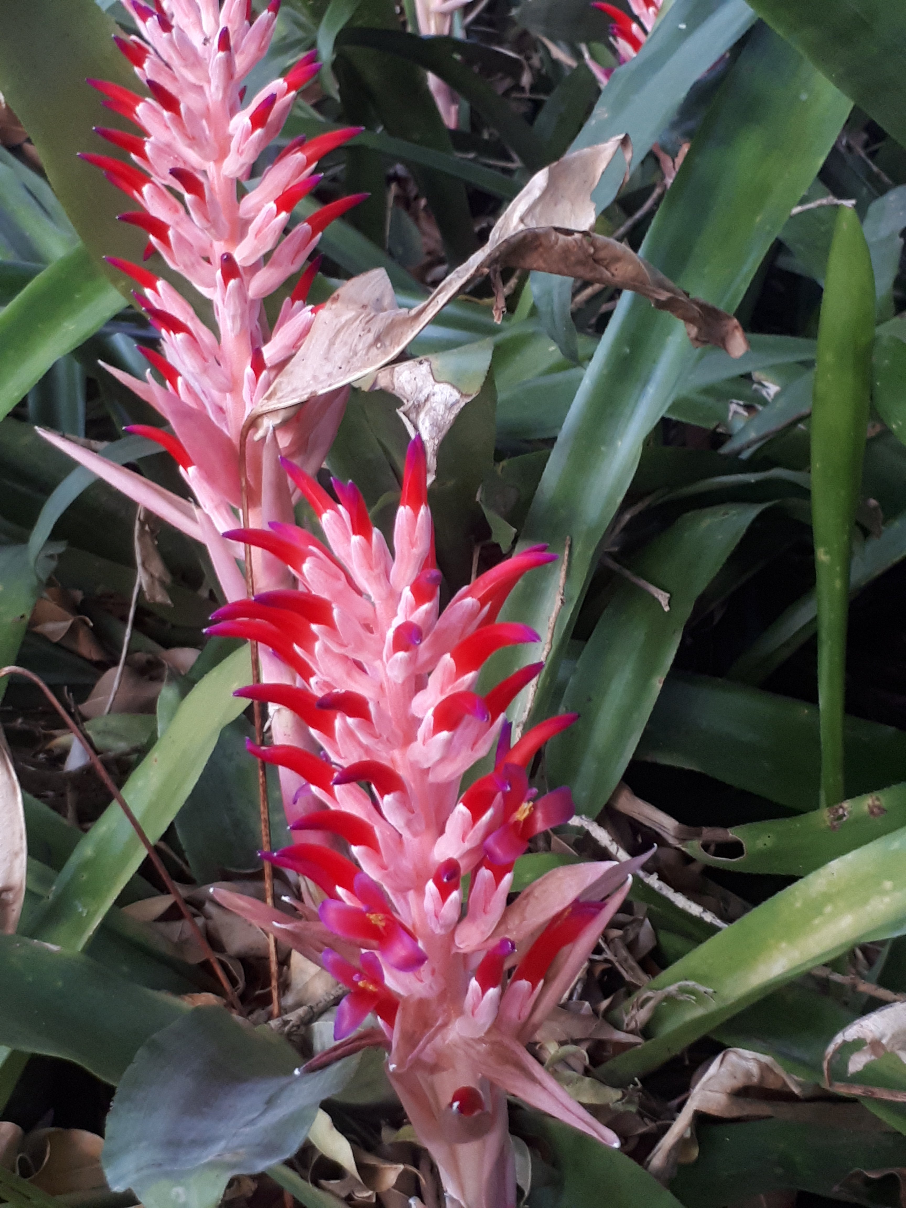 Bromeliad Bilbergia pyramidalis