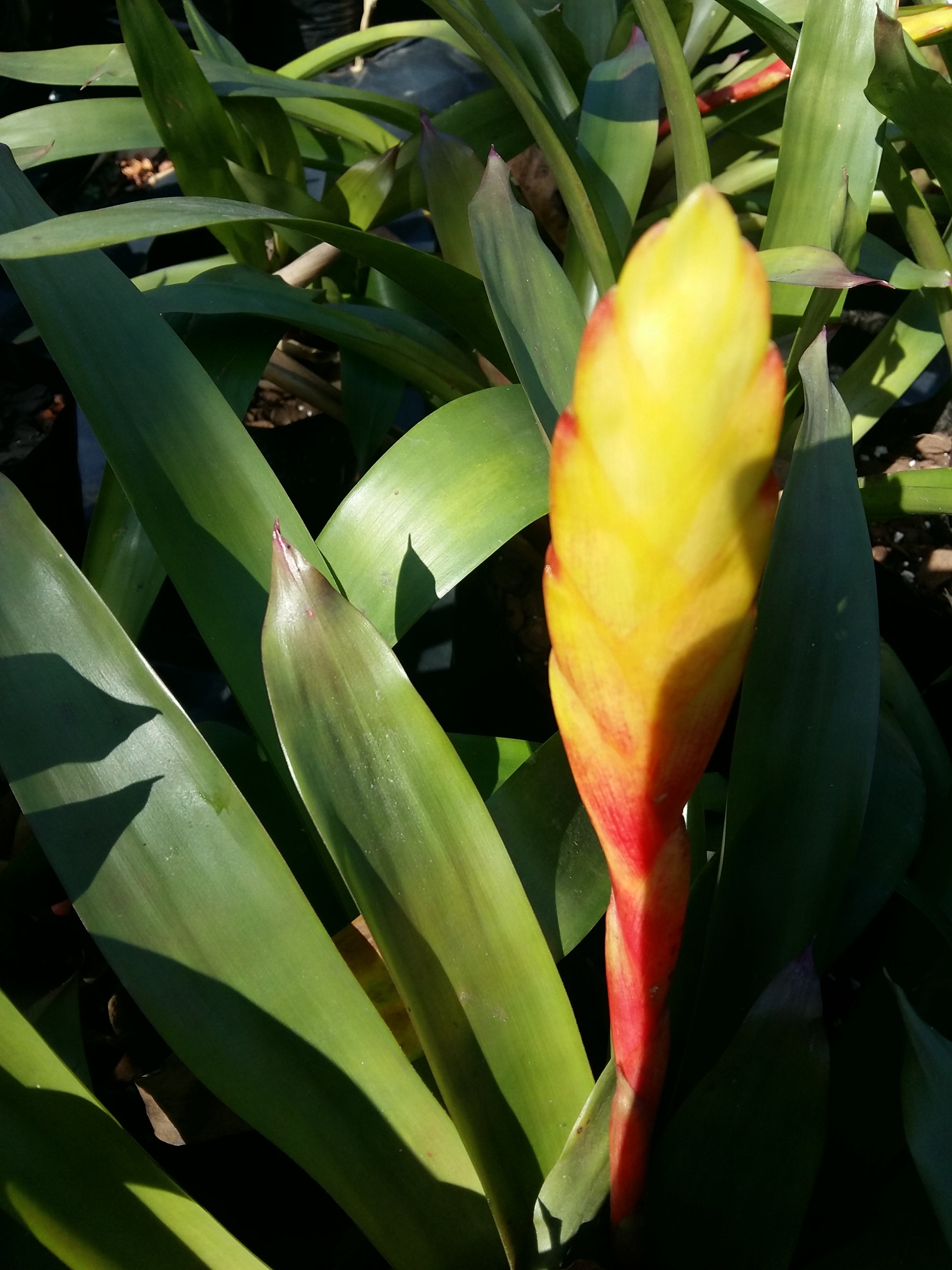 Bromeliads Vriesea yellow ( coming in to flower)