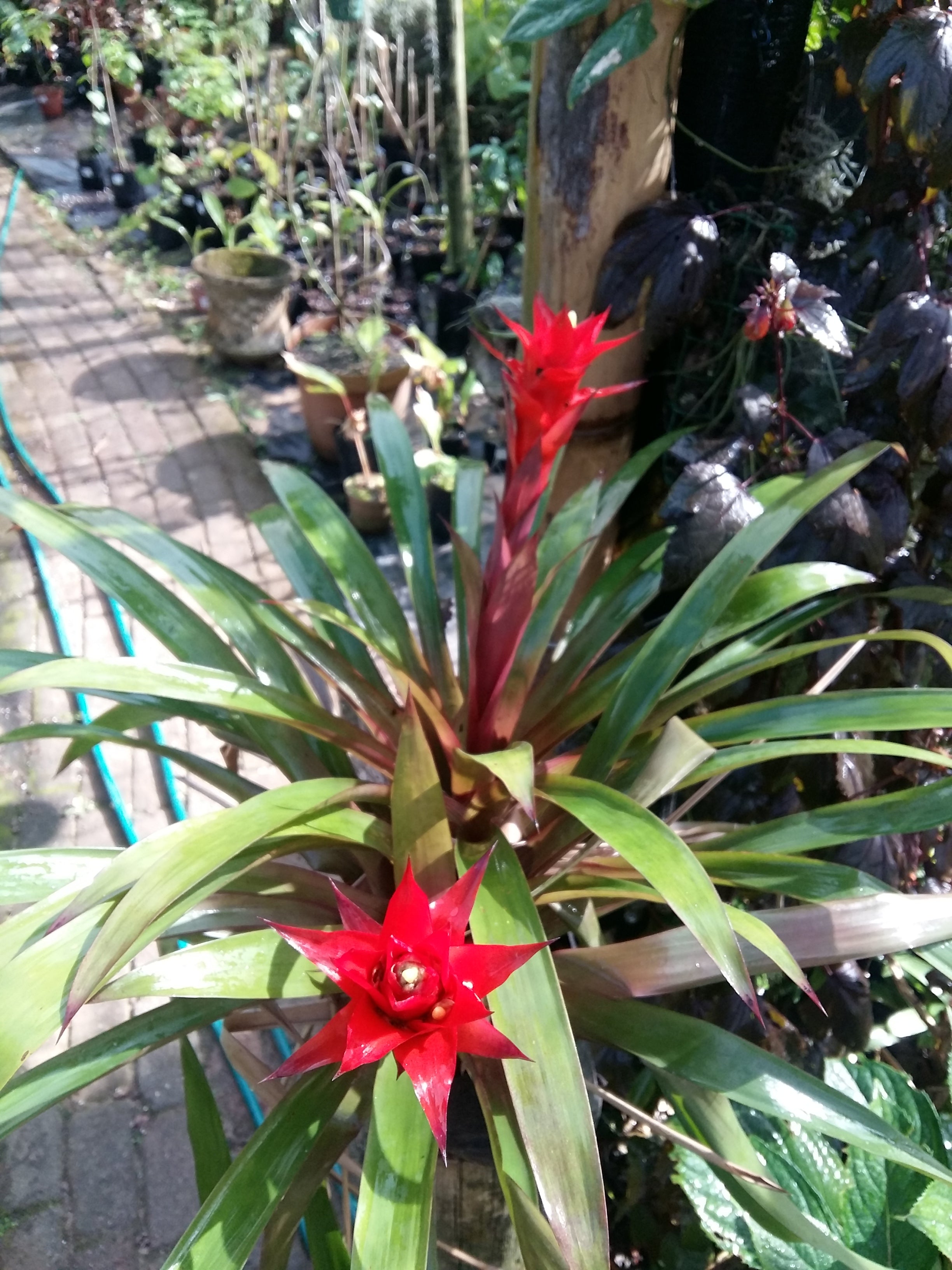 Brom Guzmania Lingulata ( red )