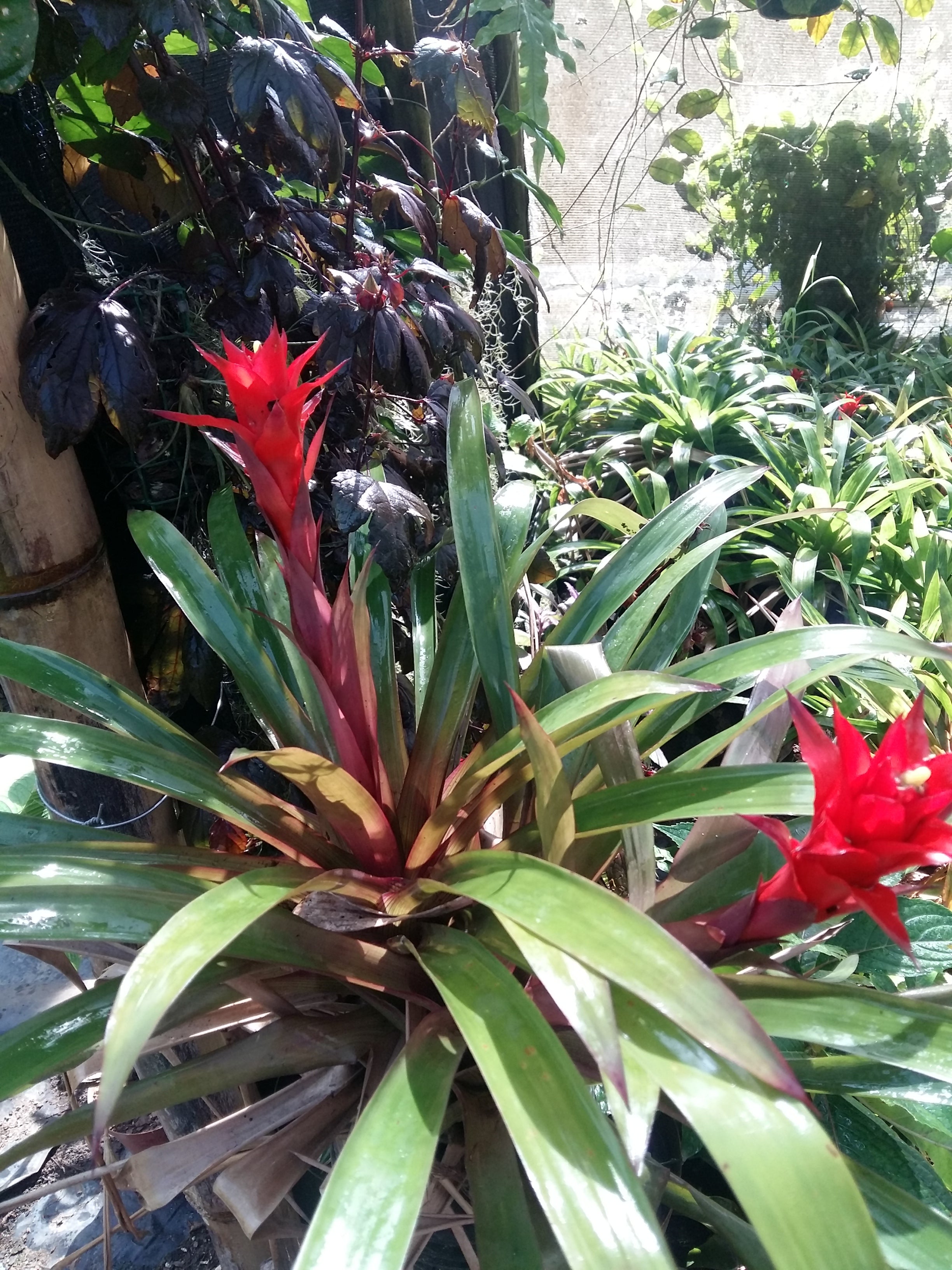 Brom Guzmania Lingulata ( red )