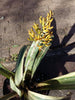 Bromeliads Aechmea Caudata variegated