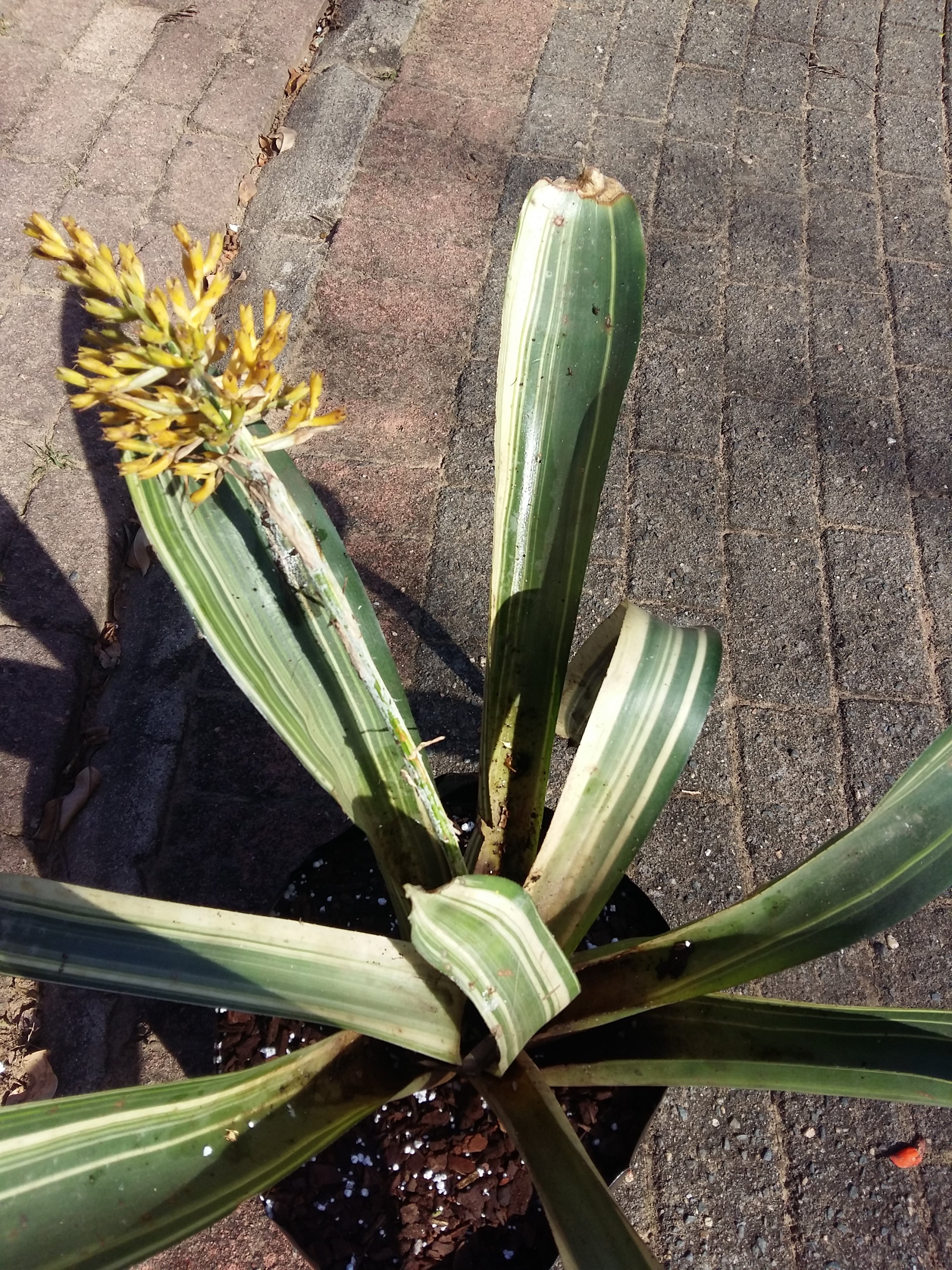 Bromeliads Aechmea Caudata variegated