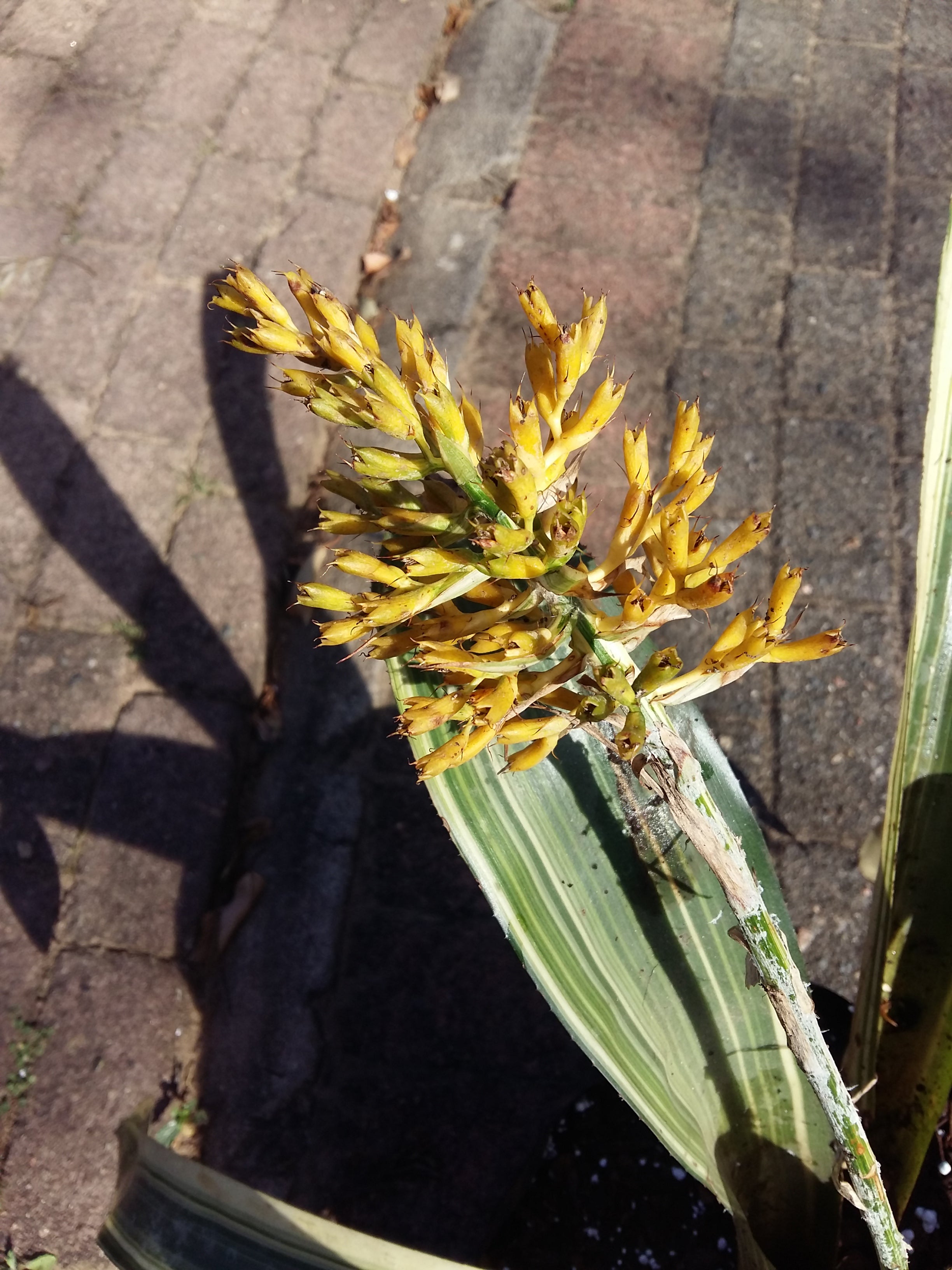 Bromeliads Aechmea Caudata variegated