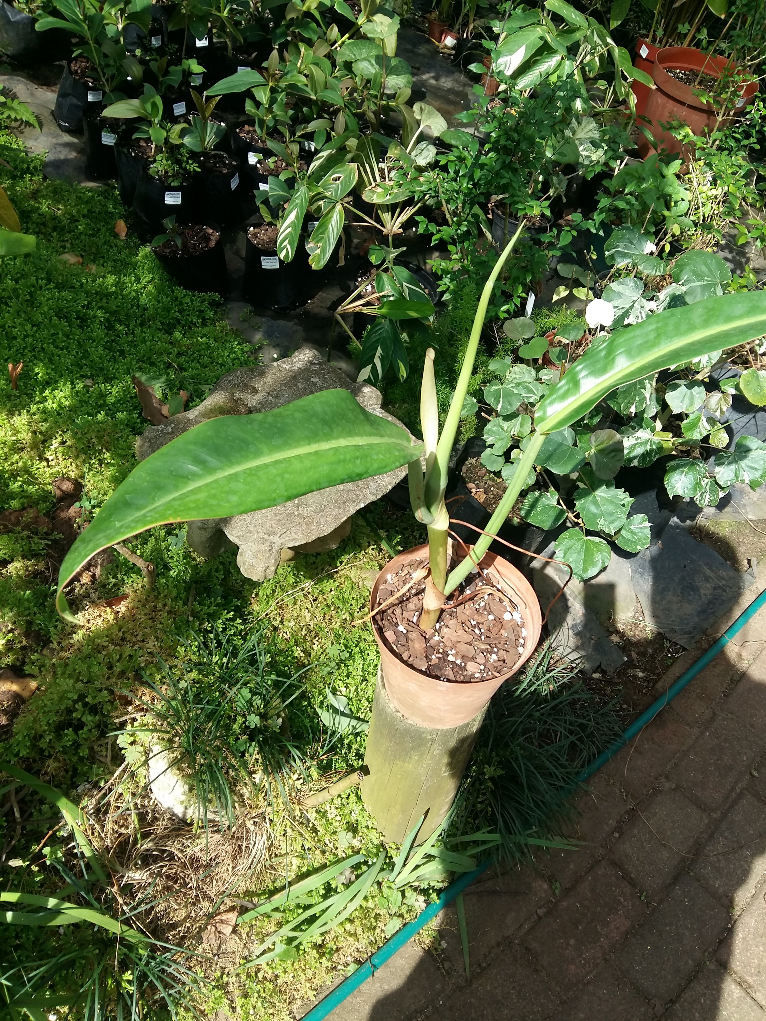 philodendron bannoniaepho