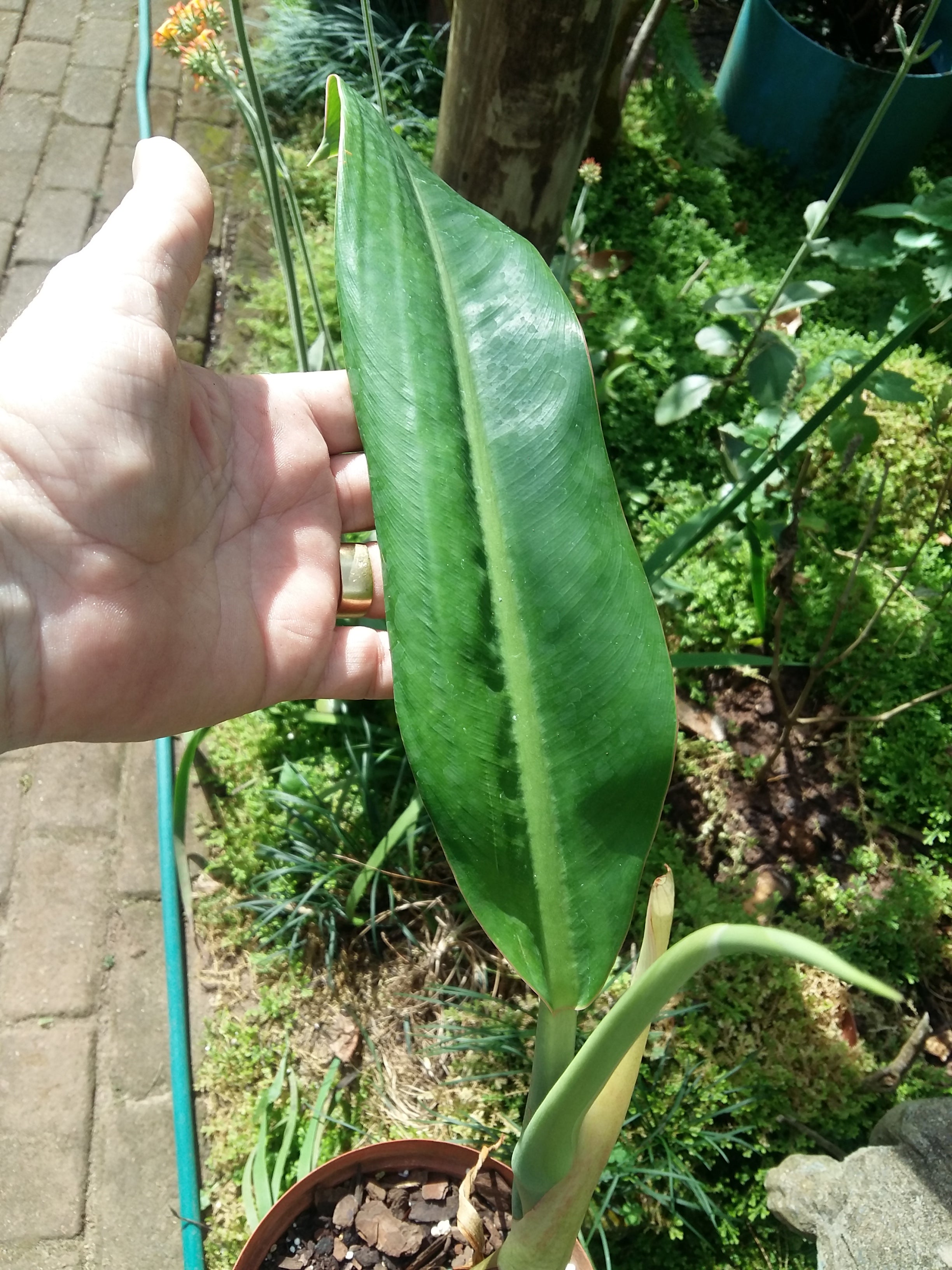 philodendron bannoniaepho