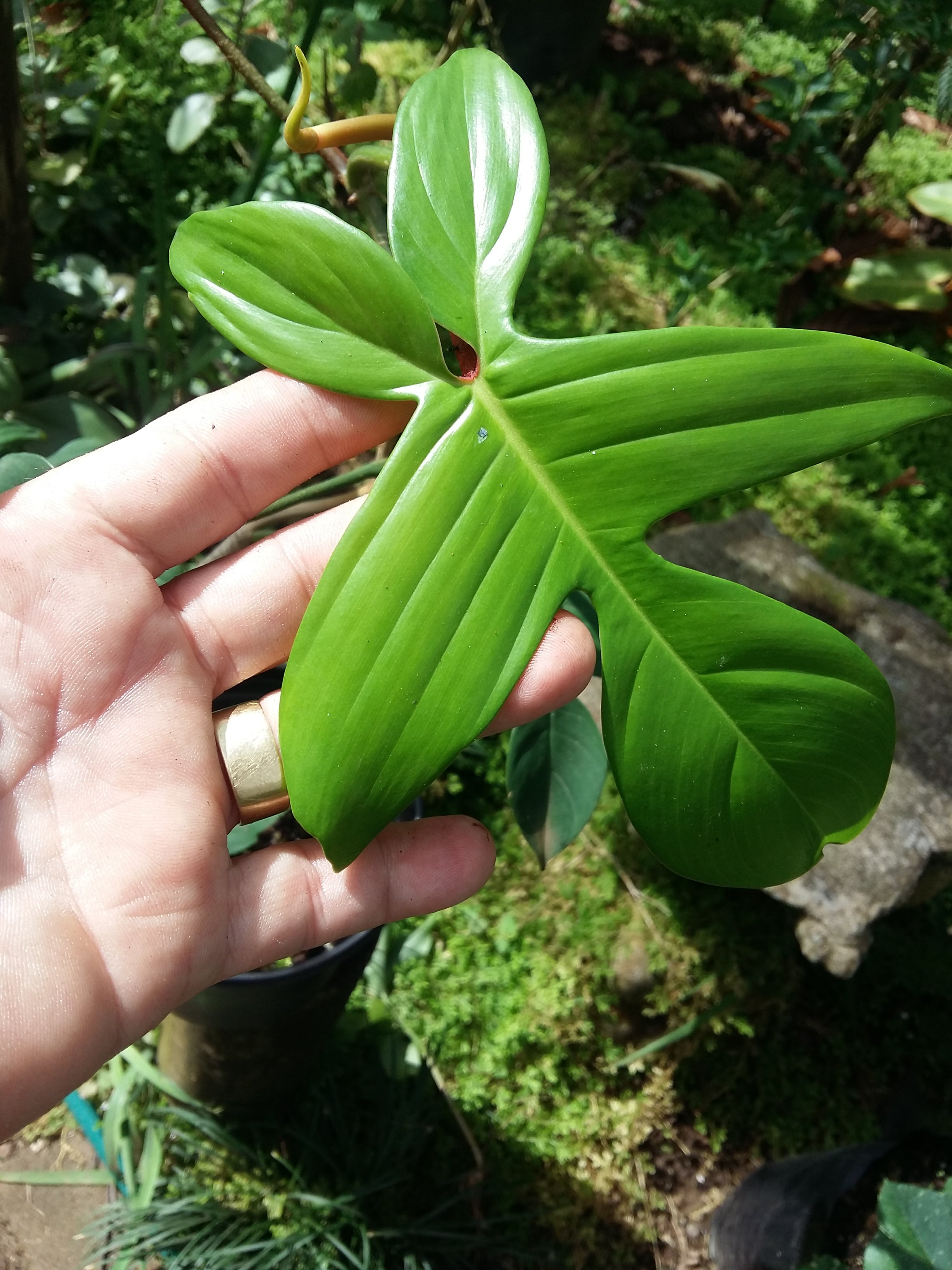 Philodendron Florida Beauty