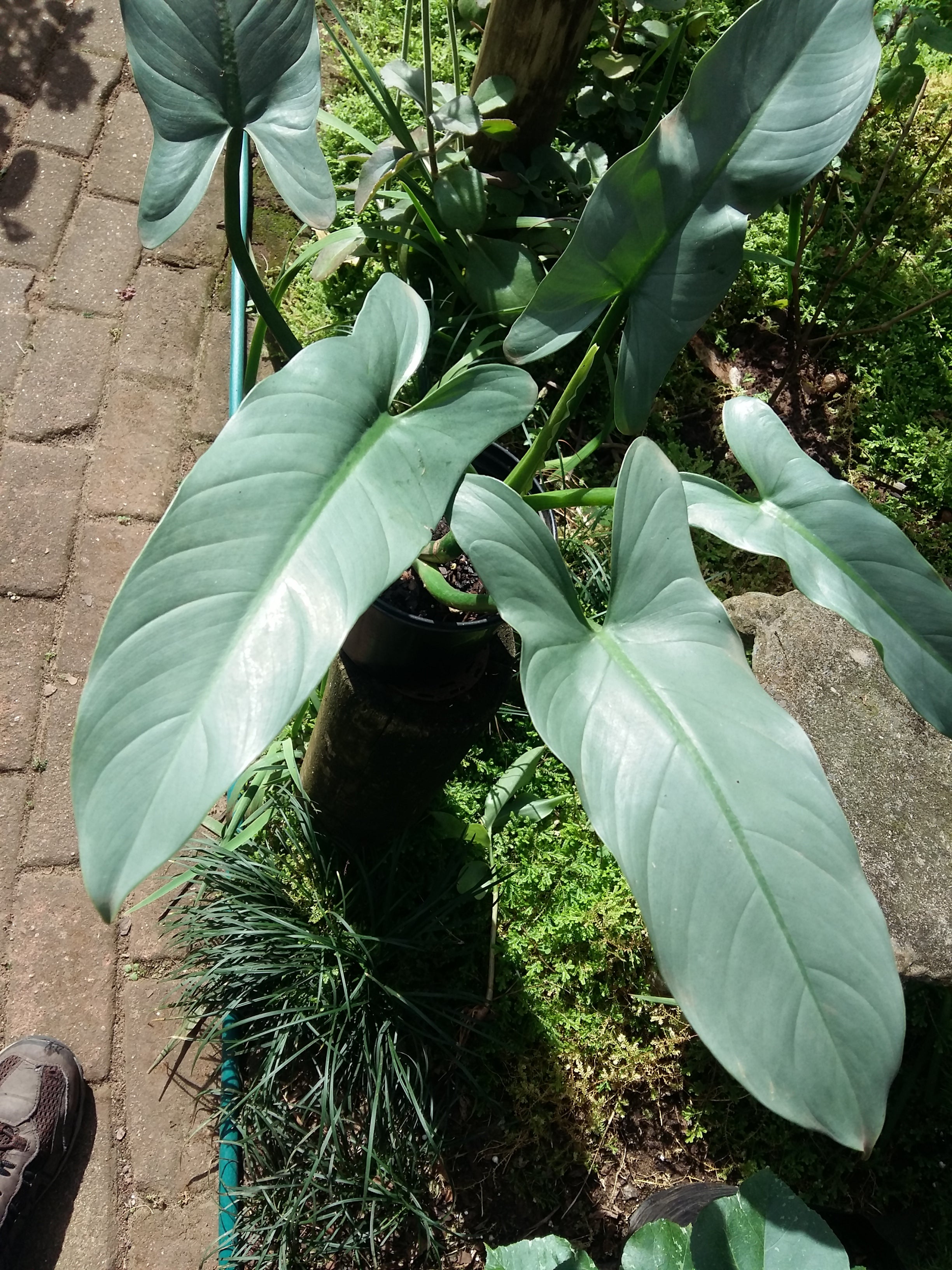 Philodendron hastatum