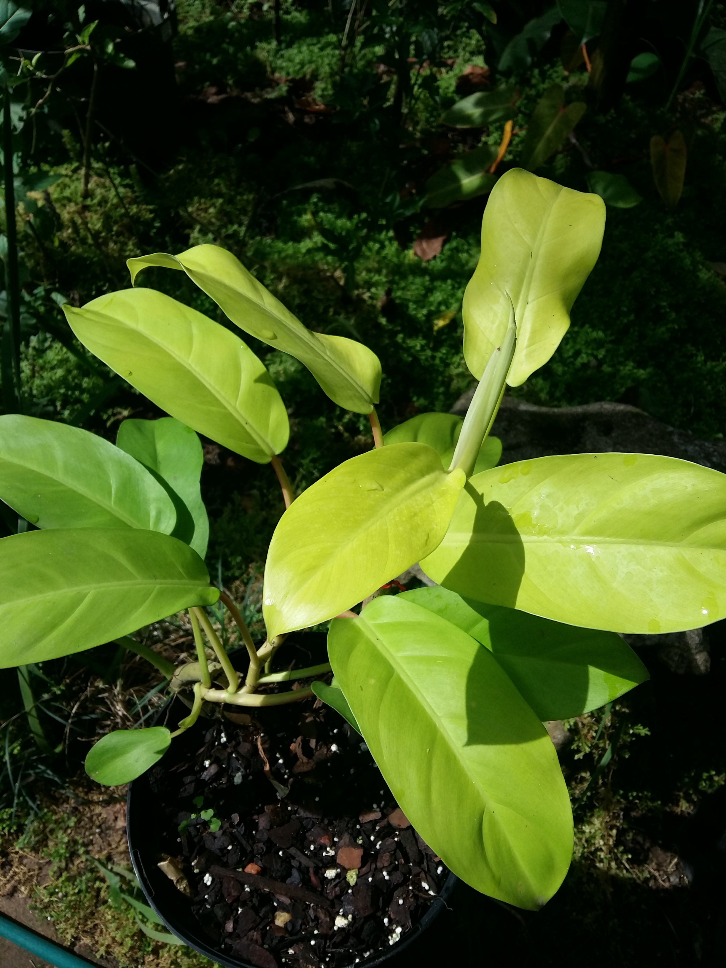 Philodendron lemon and lime