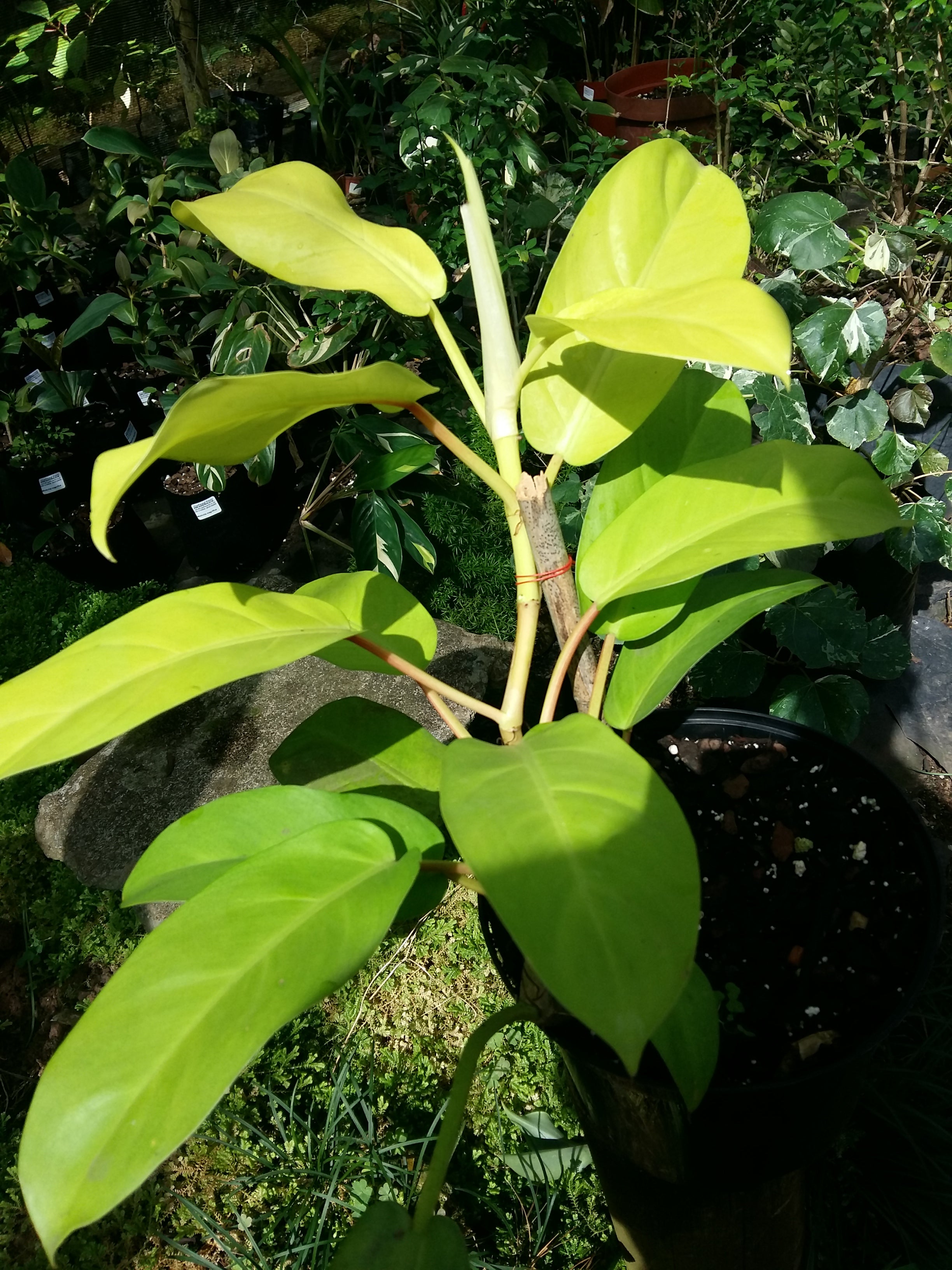 Philodendron lemon and lime