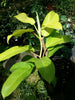 Philodendron lemon and lime