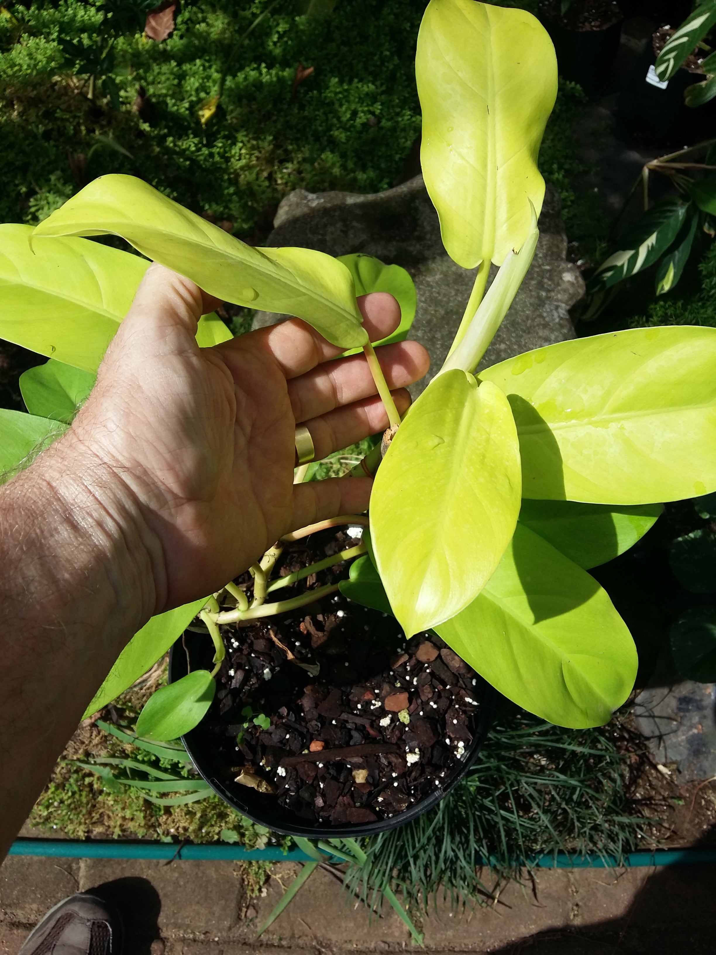 Philodendron lemon and lime