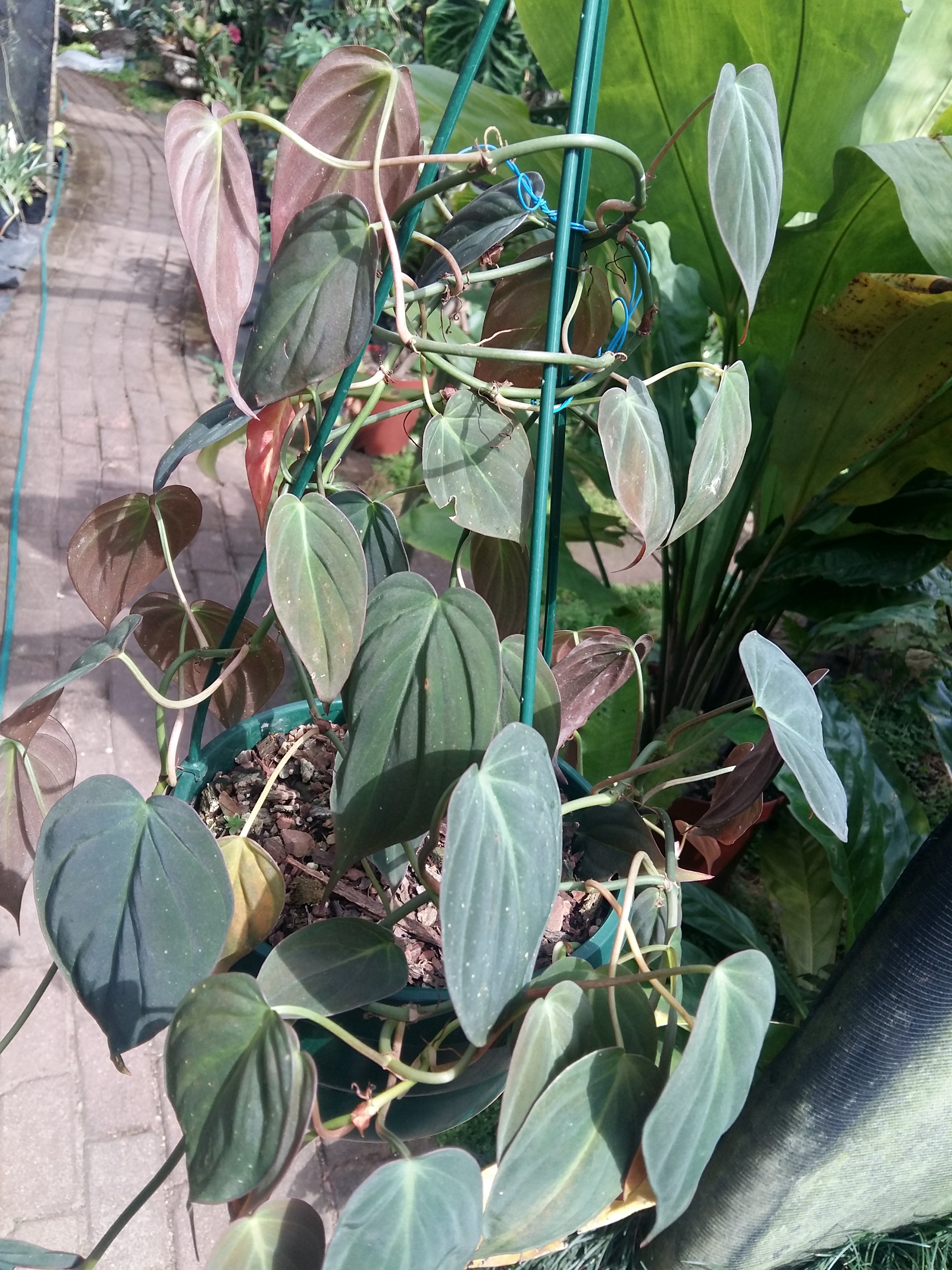 Philodendron scandens micans hanging baskets