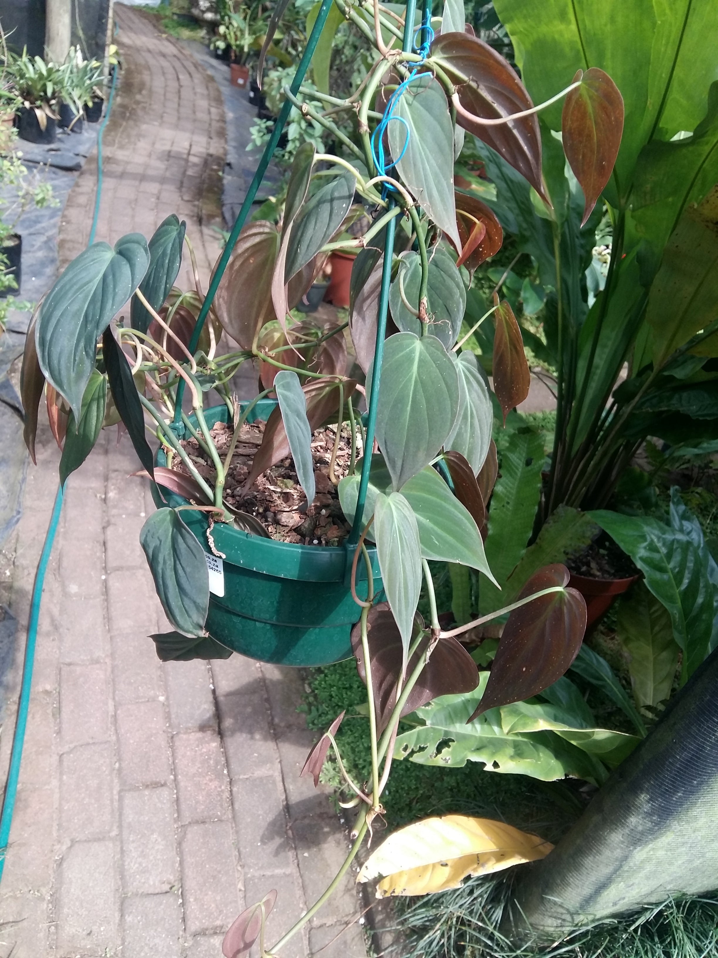 Philodendron scandens micans hanging baskets