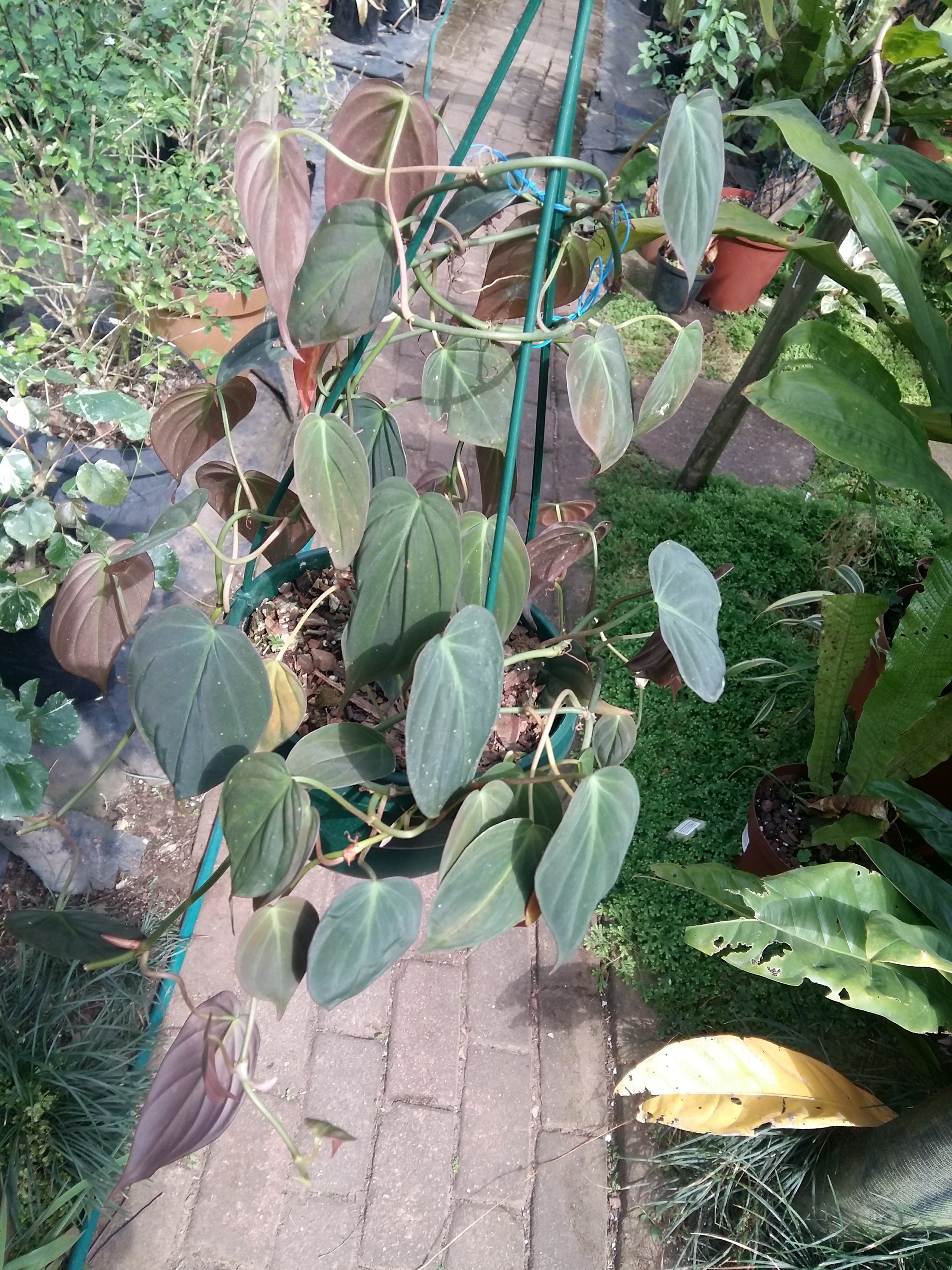 Philodendron scandens micans hanging baskets