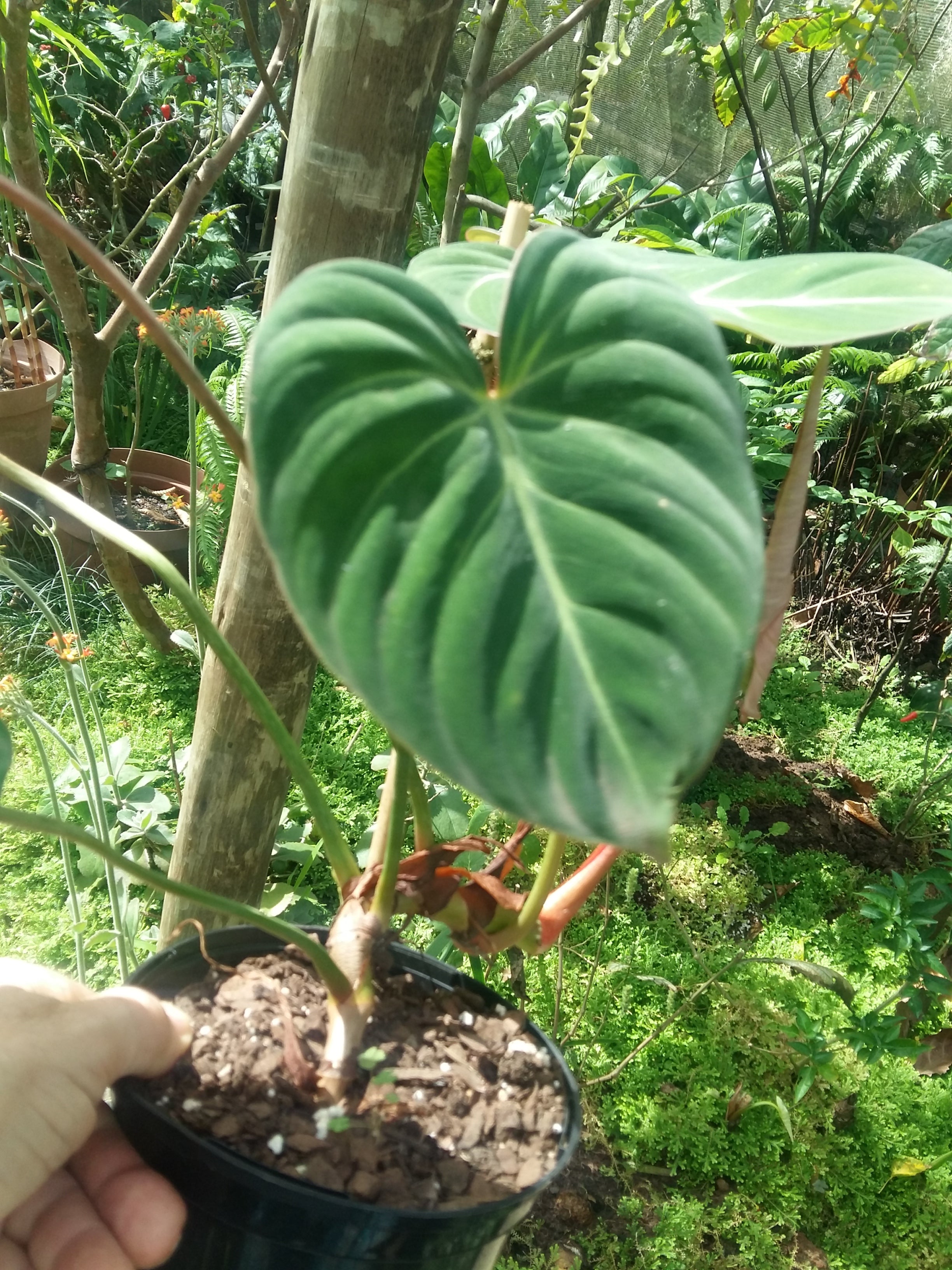 Philodendron gloriosum