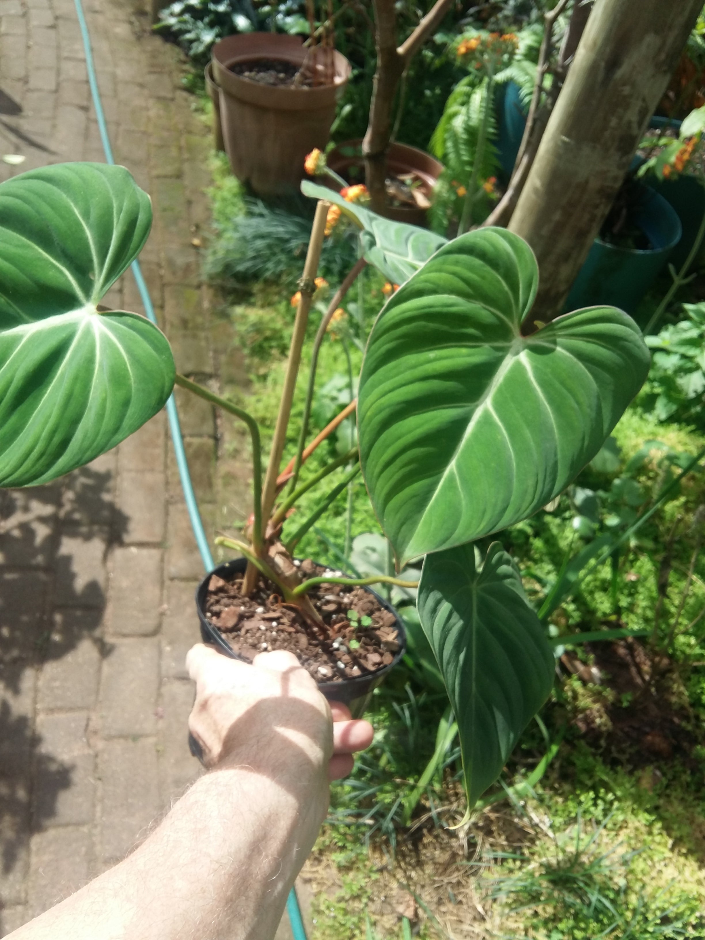 Philodendron gloriosum