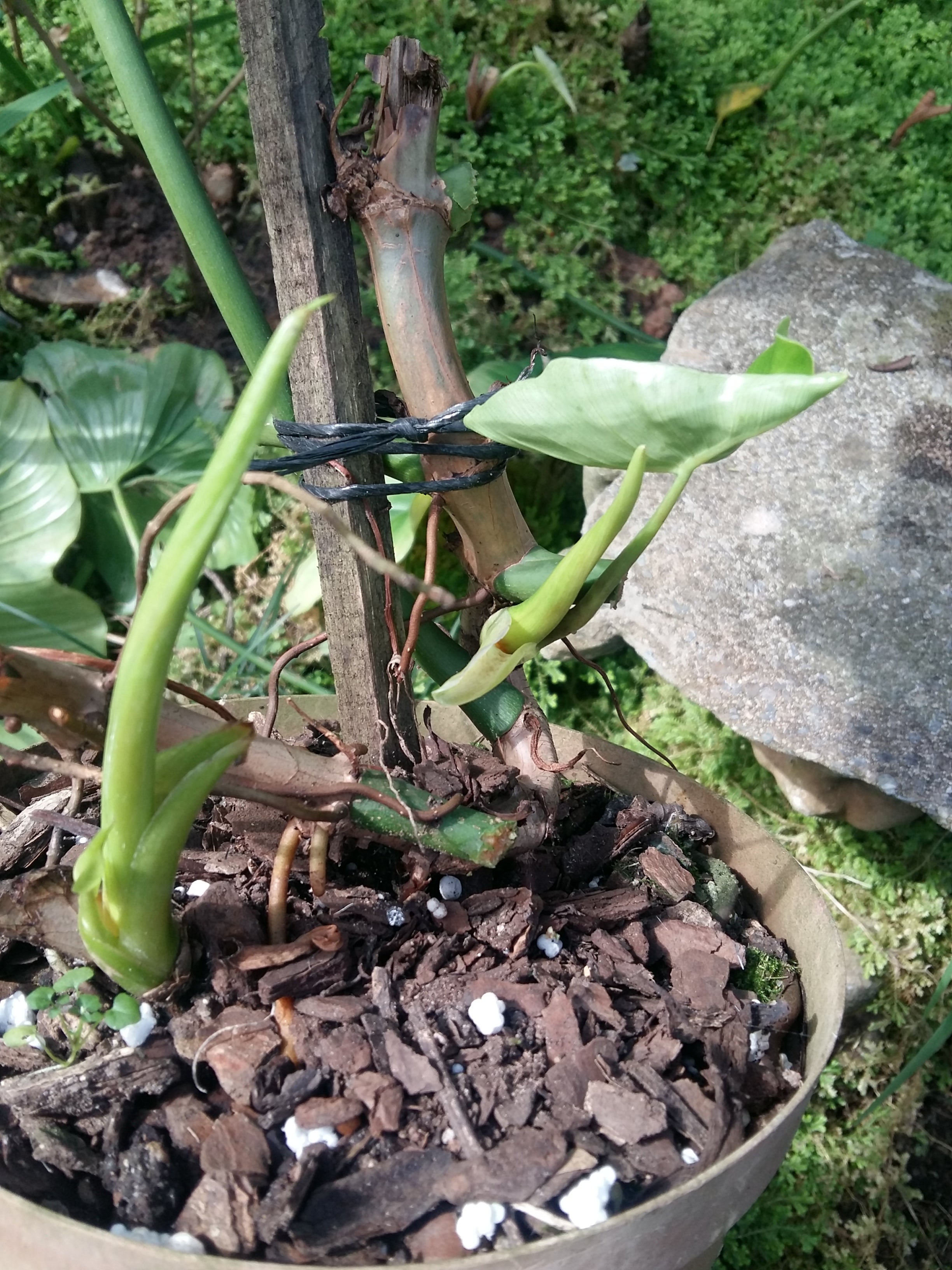 Philodendron Bipennifolium [Horse Head]