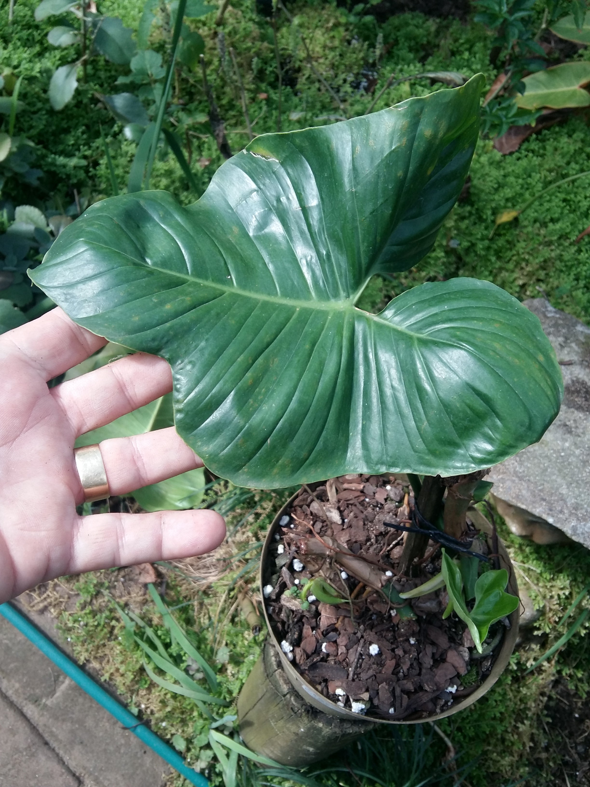 Philodendron Bipennifolium [Horse Head]